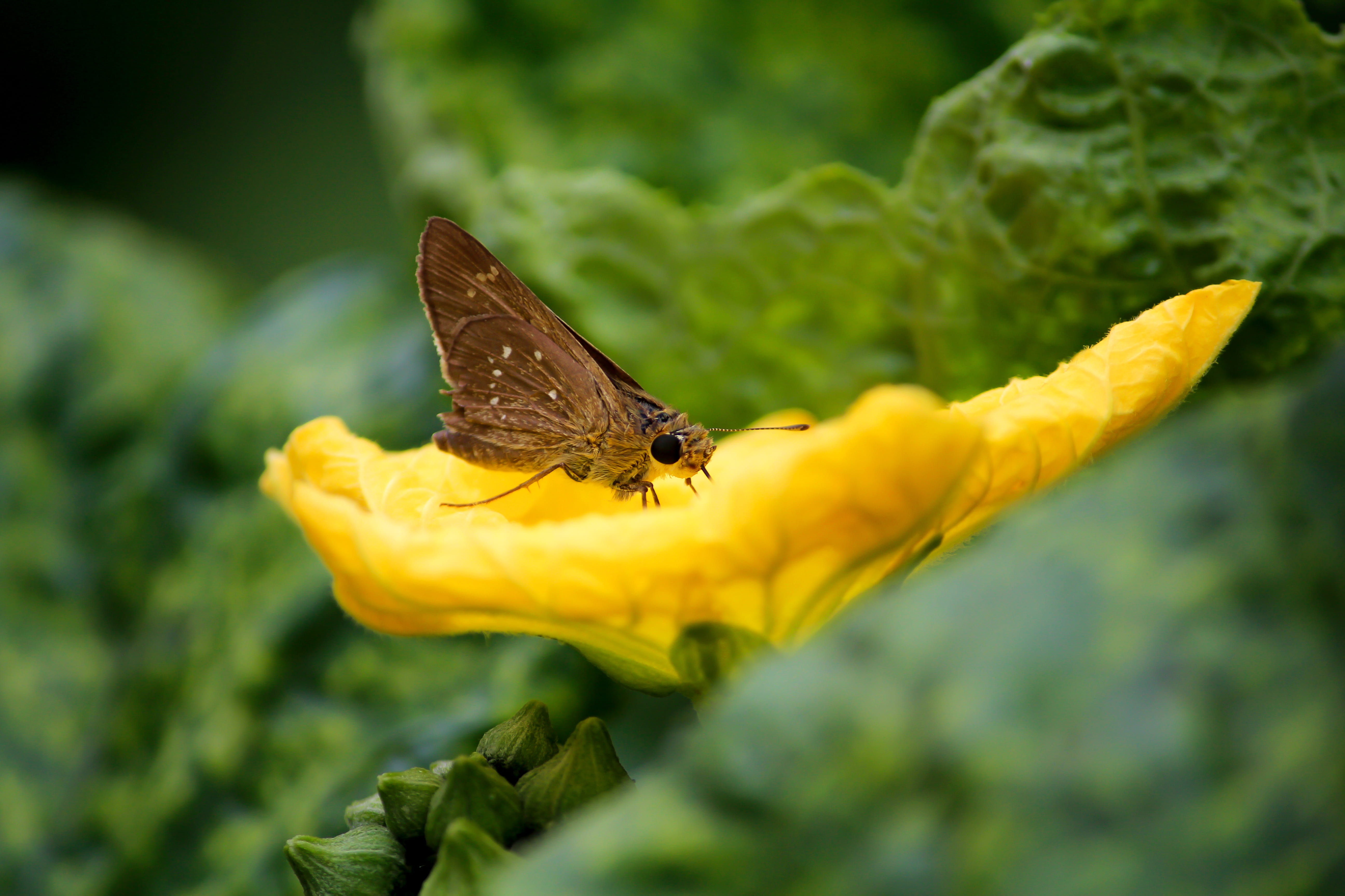 day, invertebrate, one animal, plant, Leaf, no people, butterfly, vulnerability, growth, 5K, beauty in nature, butterfly - insect, Flower, pollination, HD Wallpaper