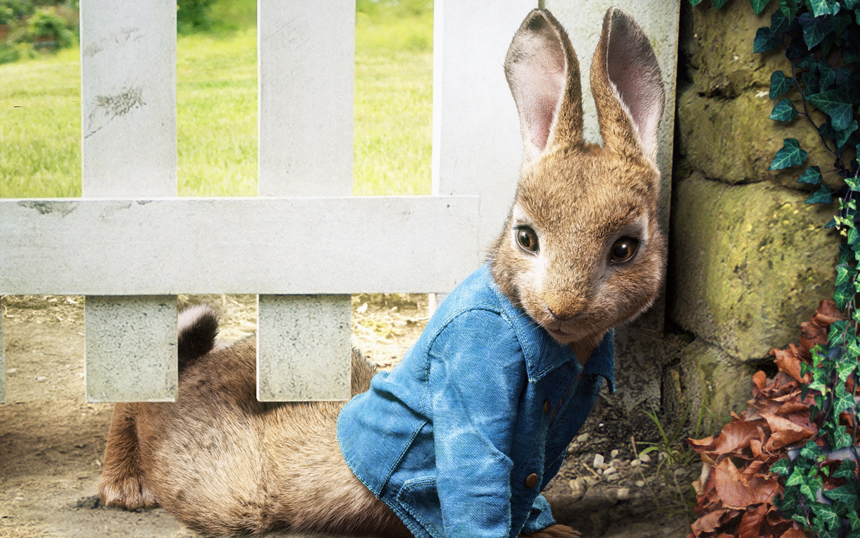 peter, movie, outdoors, one person, squirrel, domestic, unrecognizable person, brown, one animal, whisker, real people, animal wildlife, hd, animals in the wild, HD Wallpaper