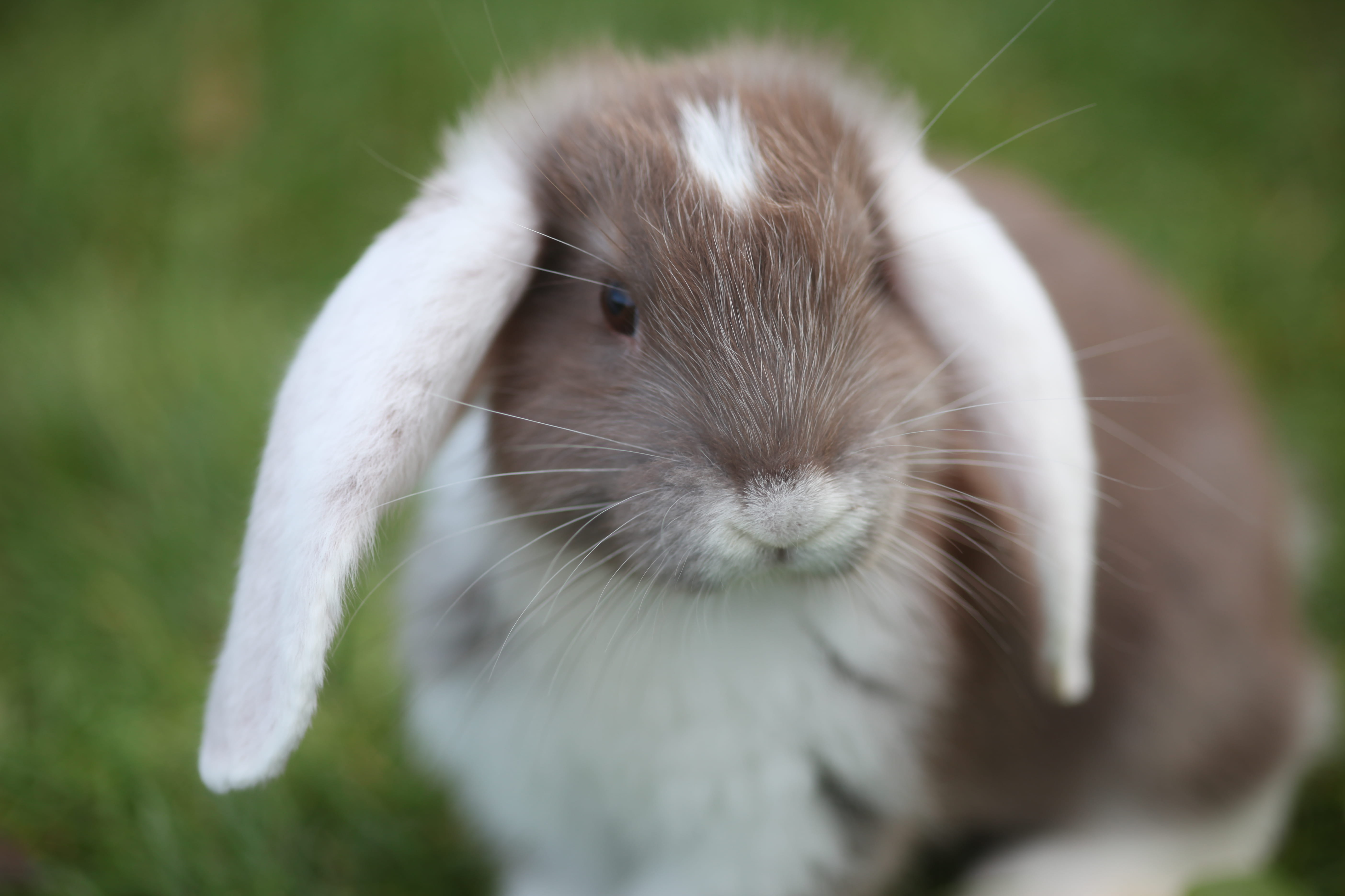 domestic animals, selective focus, rodent, day, animals in the wild, whisker, rabbit, animal wildlife, domestic, 5K, nature, close-up, focus on foreground, HD Wallpaper