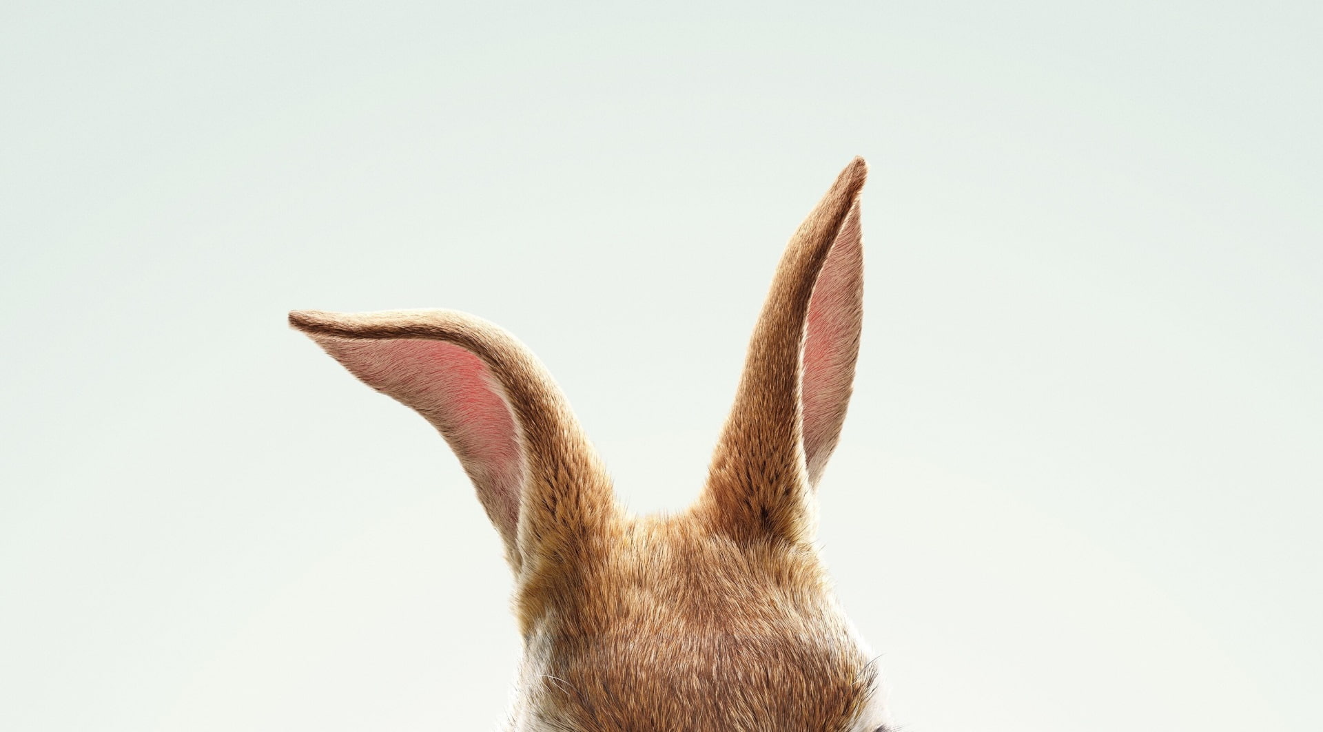 animal wildlife, animal themes, domestic animals, one animal, copy space, domestic, studio shot, white background, mammal, animal head, pets, animal ear, HD Wallpaper