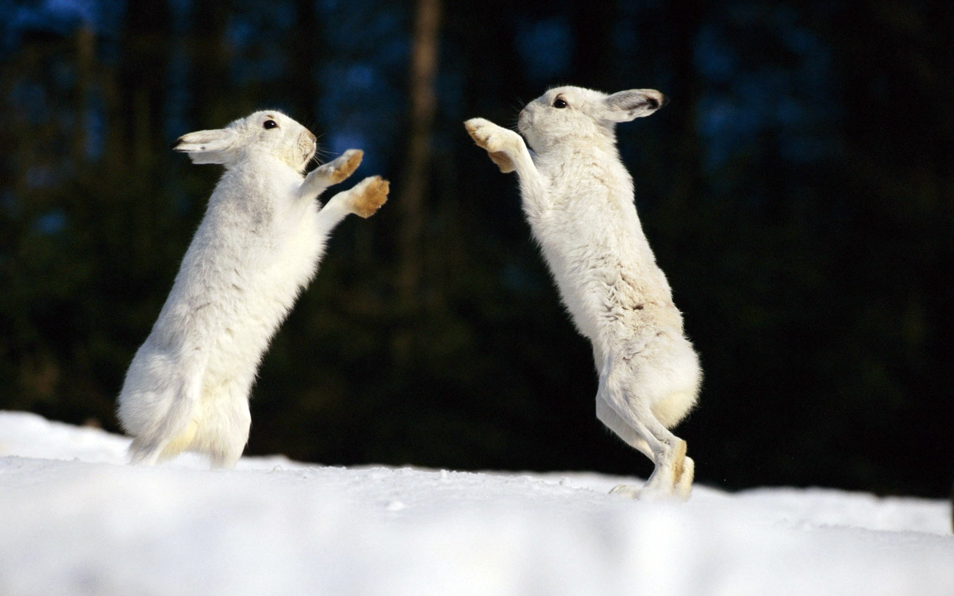 Cool, Rabbits, white, art, bears, picture, 1080P, hd, animals, HD Wallpaper