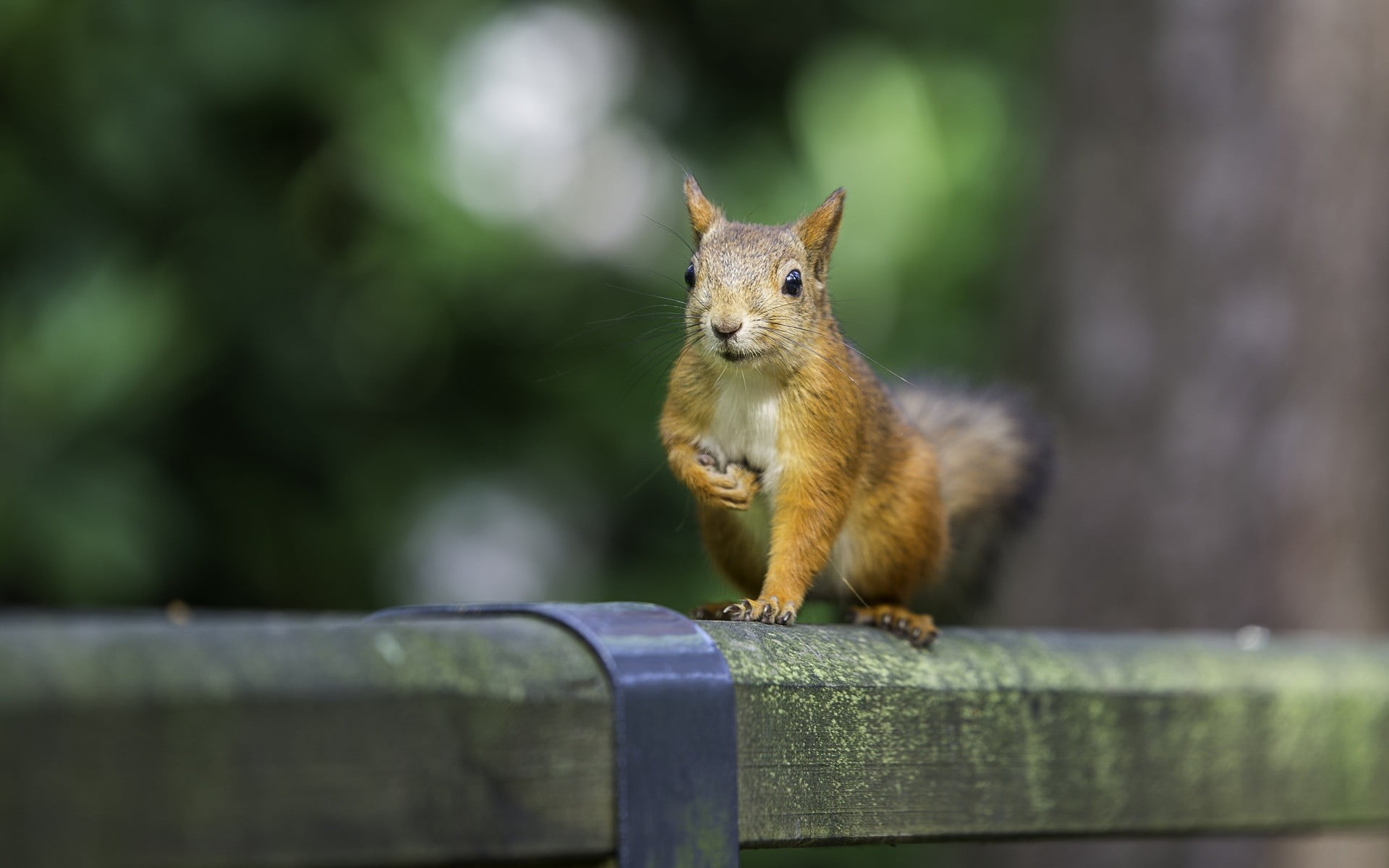 animal wildlife, vertebrate, mammal, day, focus on foreground, railing, one animal, coated, cat, animals, animals in the wild, brown, whisker, no people, HD Wallpaper