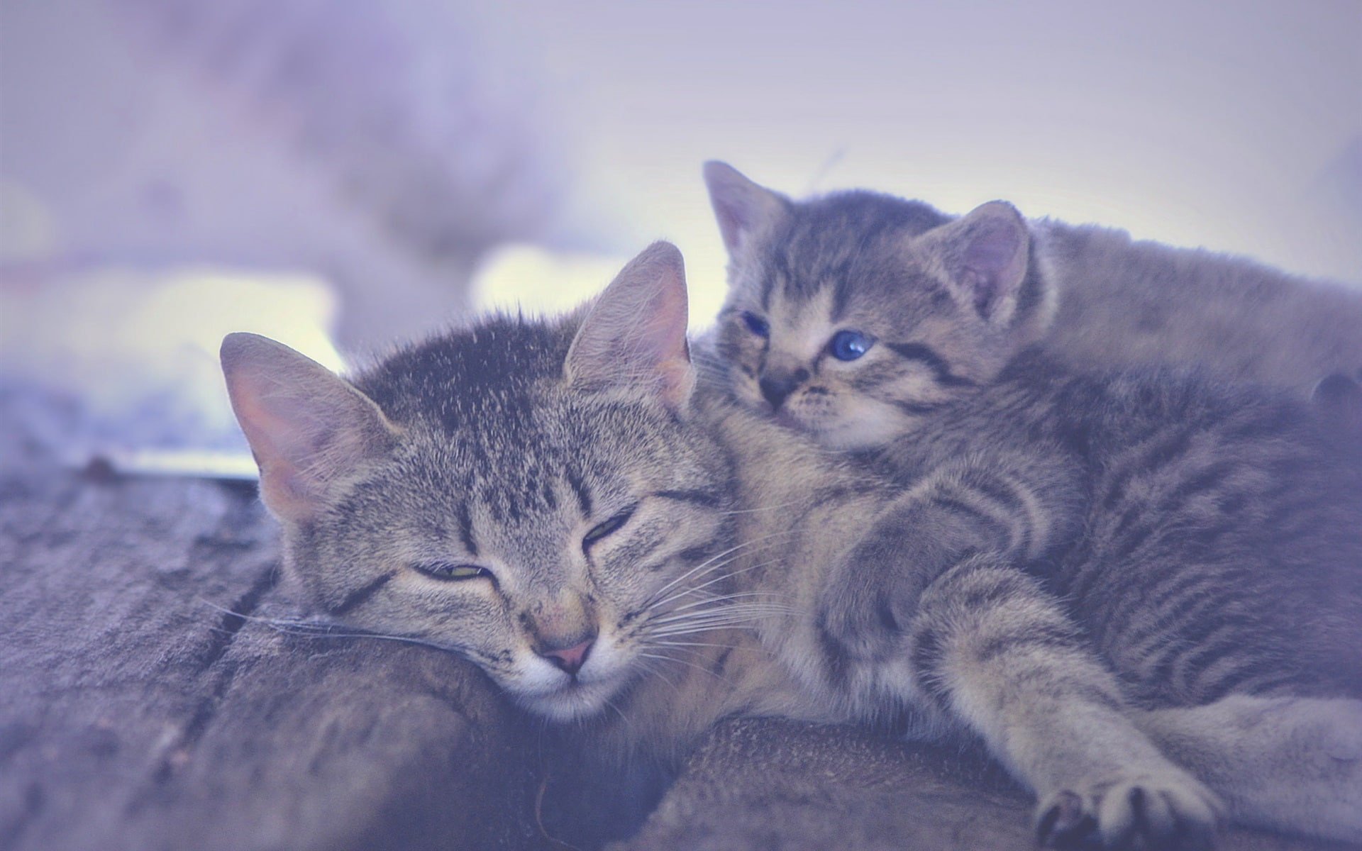Kitten, Sleeping, Motherhood, 1080P, HD Wallpaper