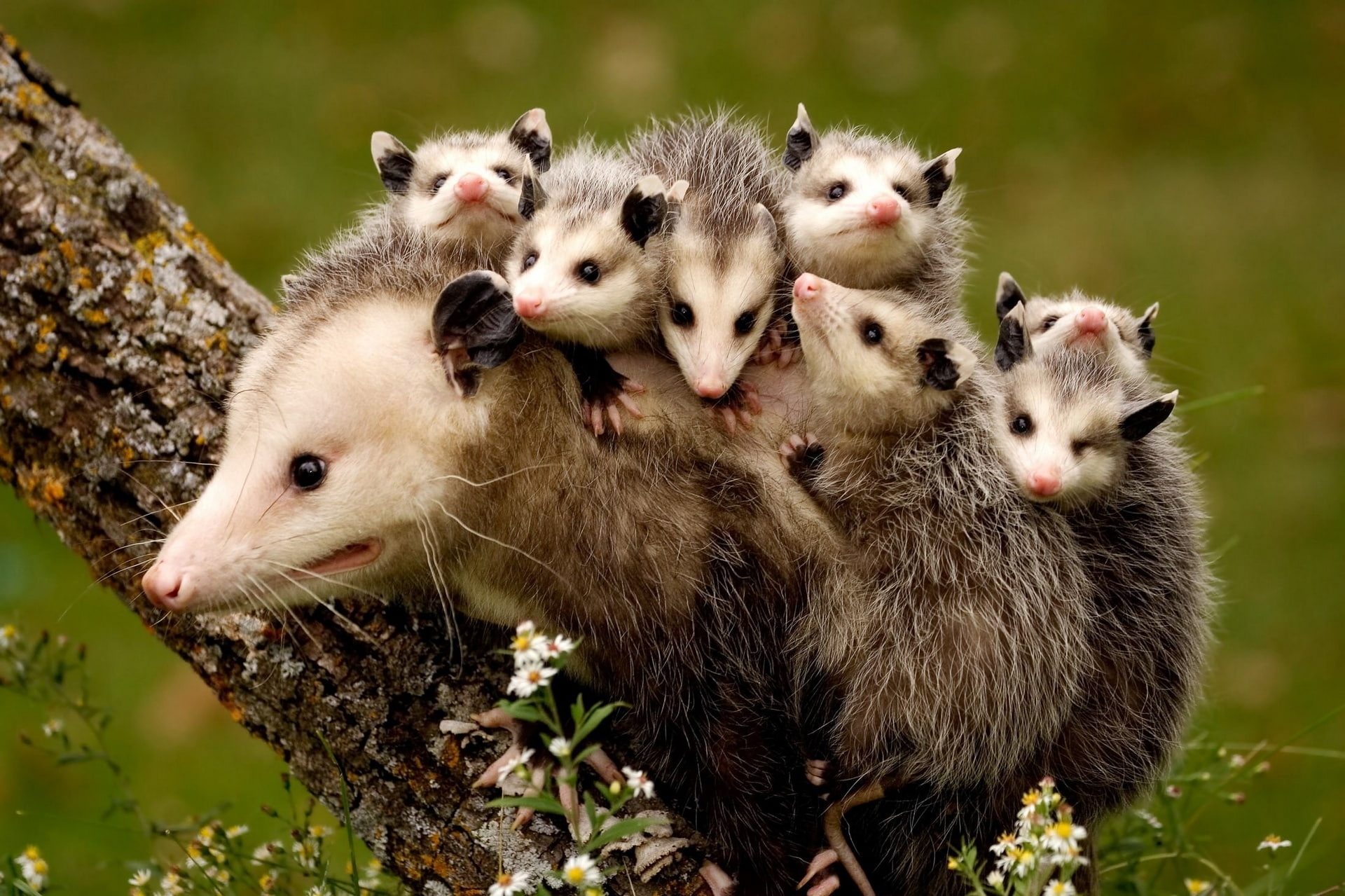 cubs, 1080P, opossum, Motherhood, HD Wallpaper