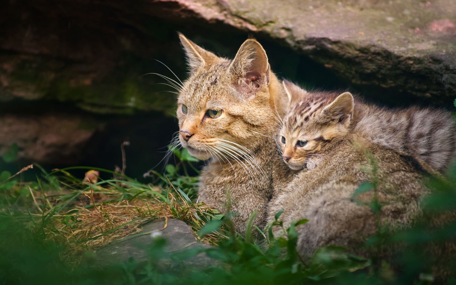 1080P, Motherhood, Kitten, Wildcat, HD Wallpaper