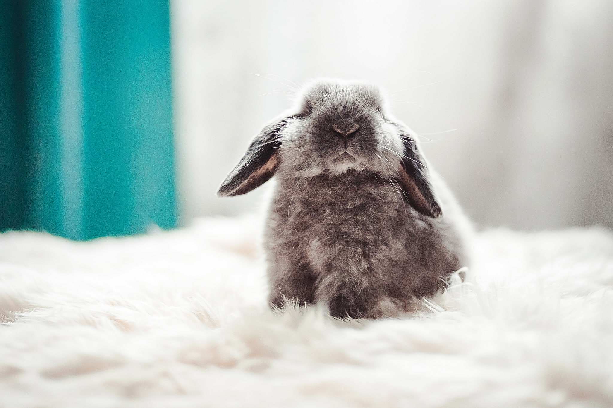baby, background, 1080P, gray, fluffy, rabbit, HD Wallpaper