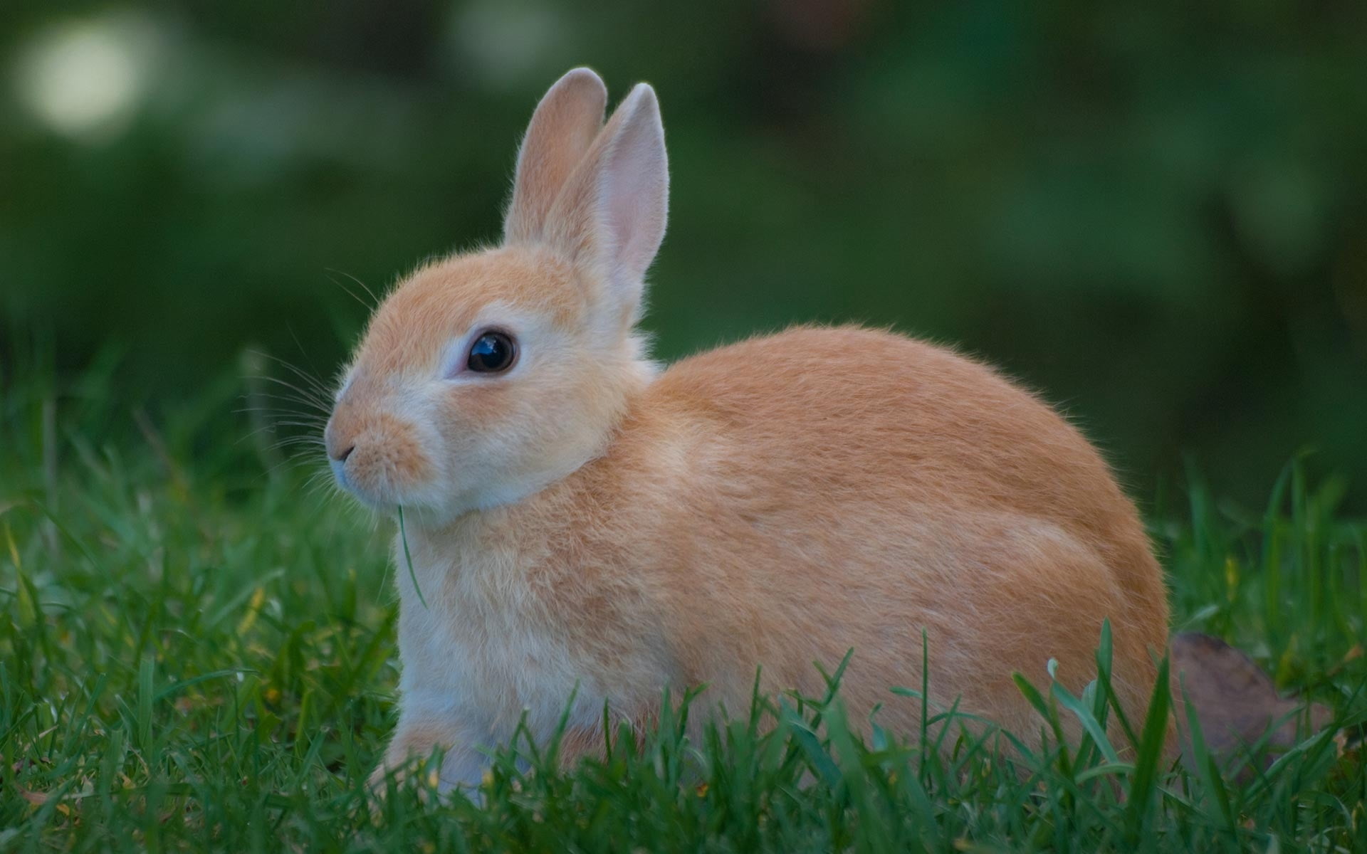 herbivorous, animal themes, domestic Animals, fluffy, animal wildlife, vertebrate, animal Ear, mammal, animal head, easter, focus on foreground, rabbit - Animal, HD Wallpaper
