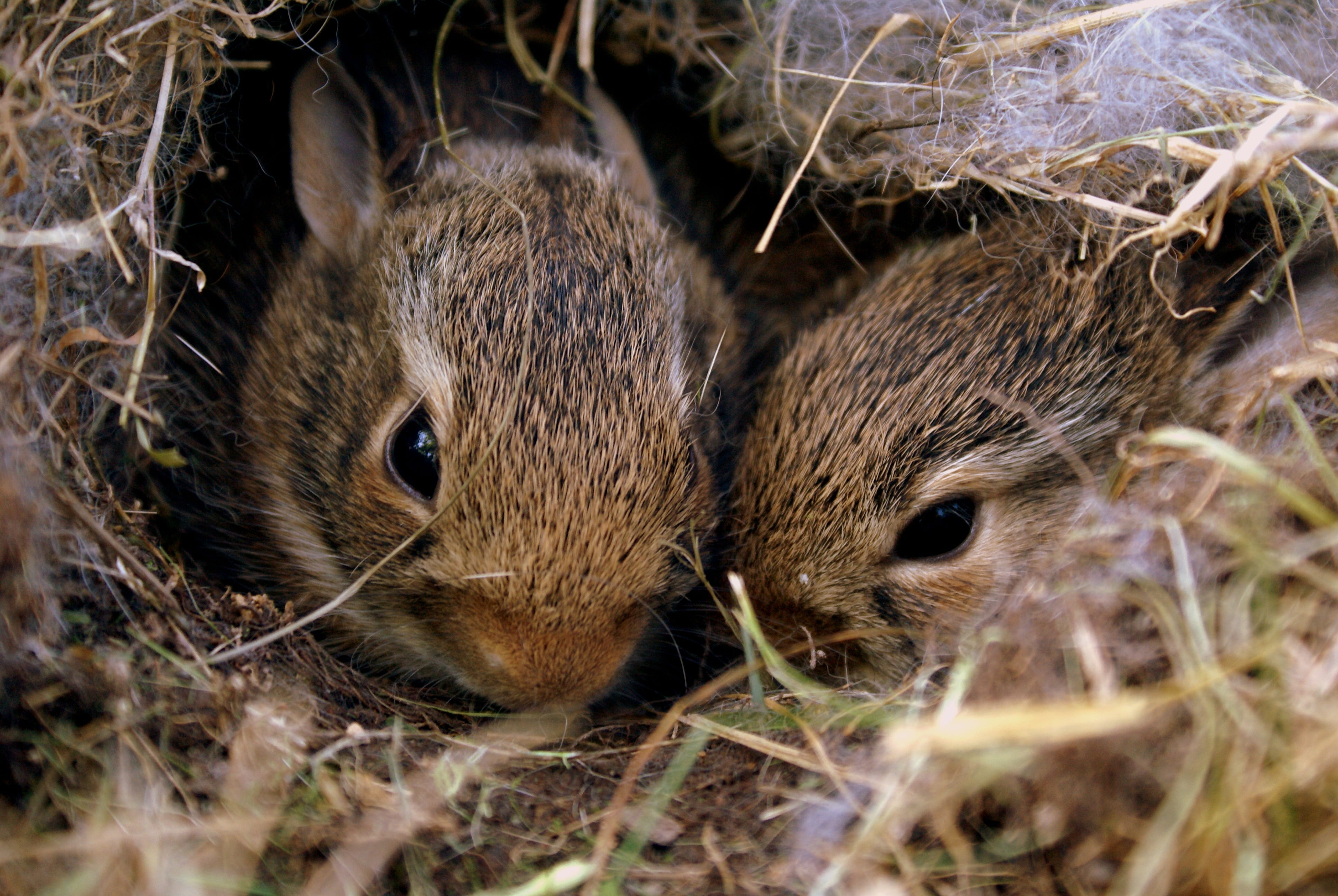 group of animals, whisker, brown, vertebrate, animal, mammal, two animals, day, animal head, land, animal wildlife, field, fur, rabbits, guinea pig, animal themes, HD Wallpaper