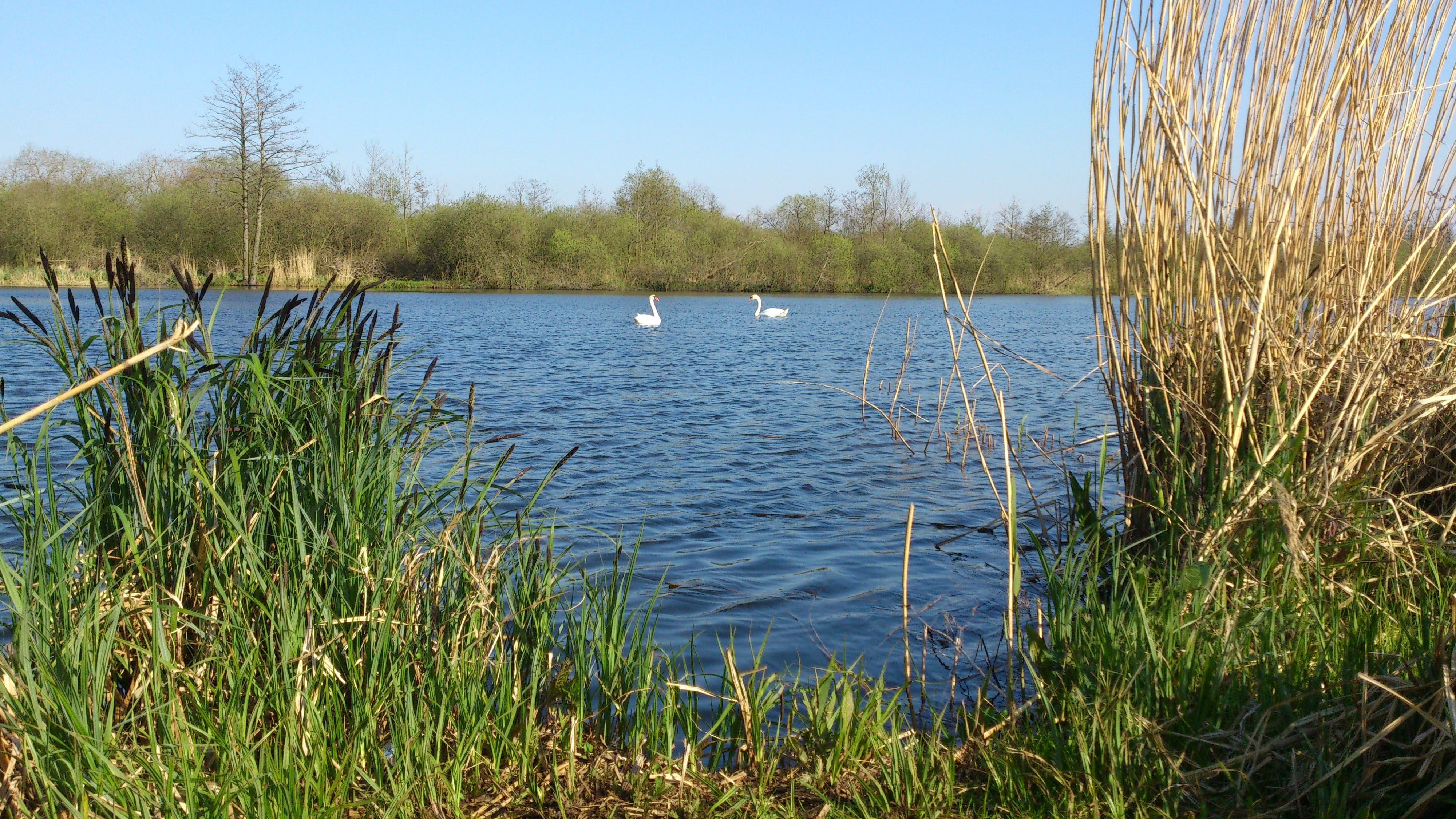 beauty in nature, couple, scenics - nature, swans, outdoors, clear sky, sky, no people, tree, tranquility, day, nature, 4K, floating on water, swan, non-urban scene, HD Wallpaper