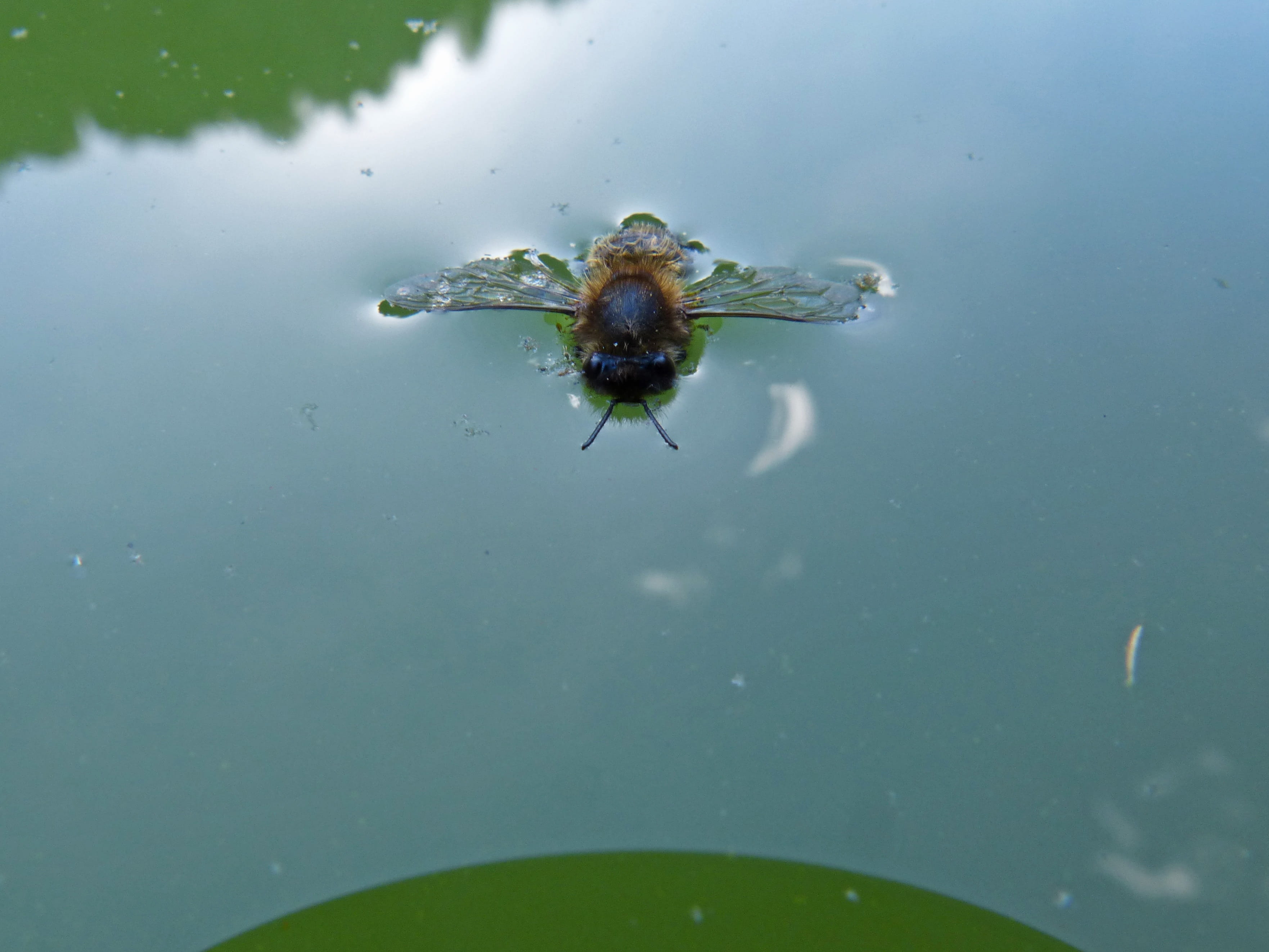 invertebrate, Drowned Out, animals in the wild, animal wildlife, Float, Bee, beauty in nature, close-up, nature, Insect, plant part, no people, water, leaf, HD Wallpaper