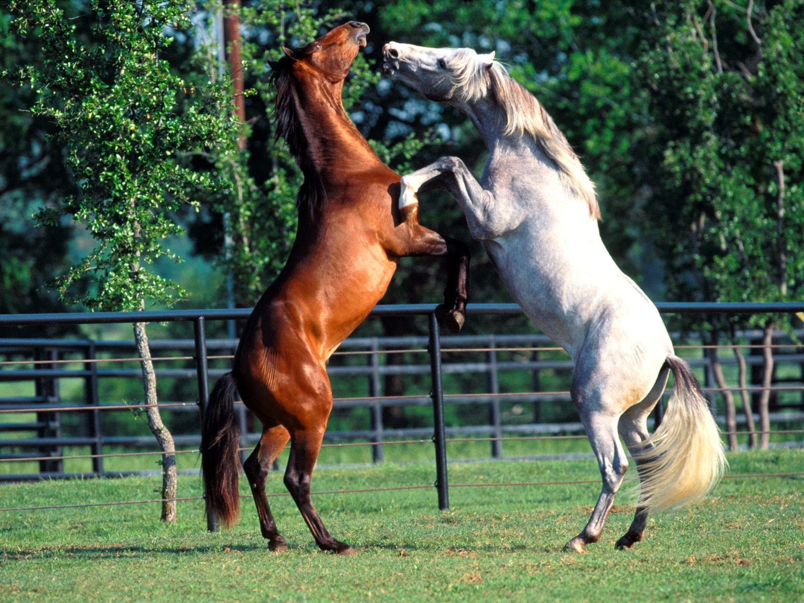 Animals, white, legs, two, 720P, Horse, drown, brown, HD Wallpaper
