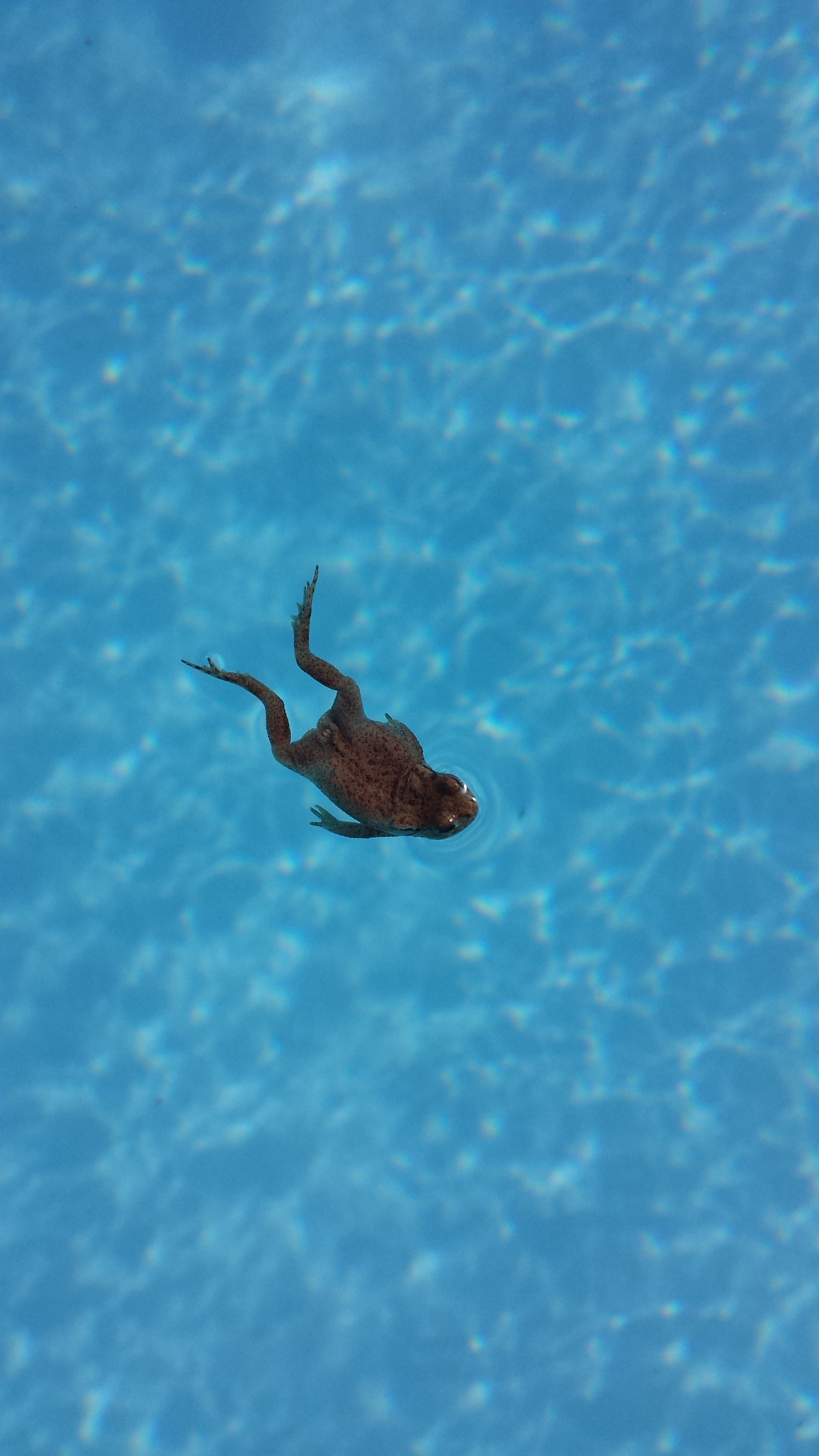 water, animals in the wild, animal themes, sea, summer, turquoise colored, swimming, undersea, nature, no people, pool, fish, 2K, swimming pool, one animal, Phone HD Wallpaper