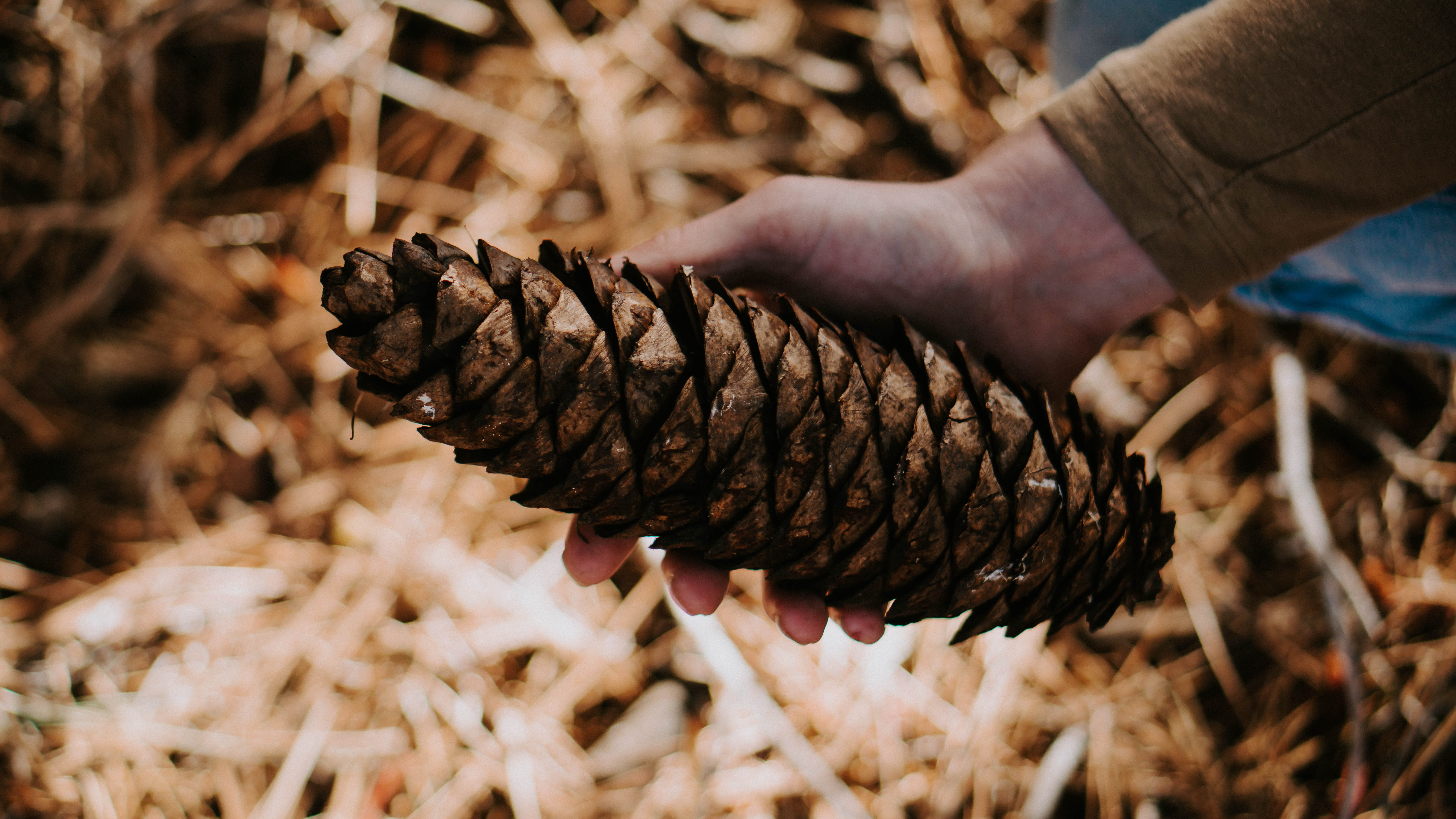 nature, spiral, pollen, natural condition, outdoors, rust, land, fungus, focus on foreground, pine cone, human, brown, day, human hand, hand, body part, HD Wallpaper