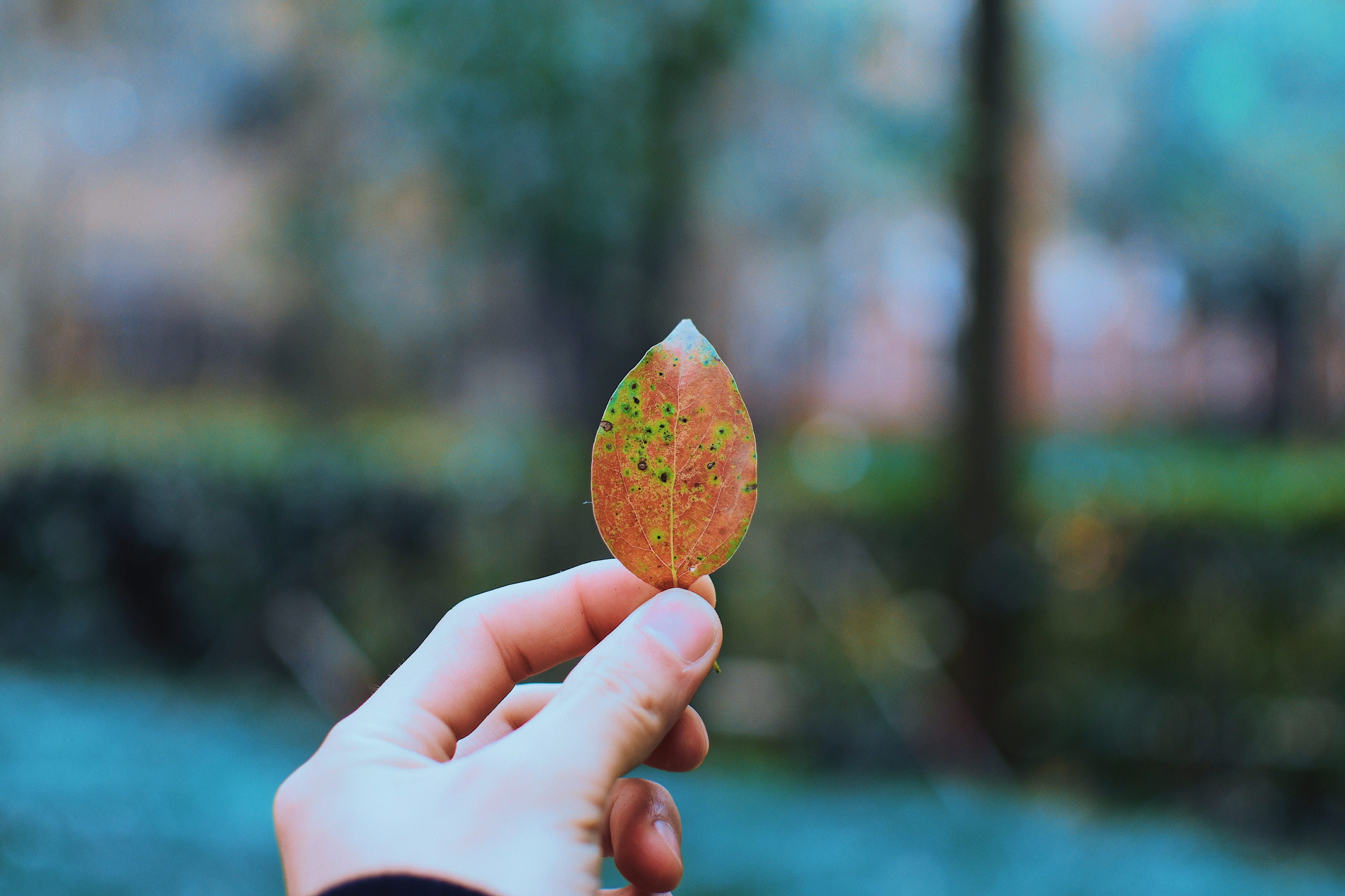 dime, plant, close-up, focus on foreground, leaf, unrecognizable person, ground, holding, heart, tree, outdoors, brick, food, real people, coin, human body part, HD Wallpaper