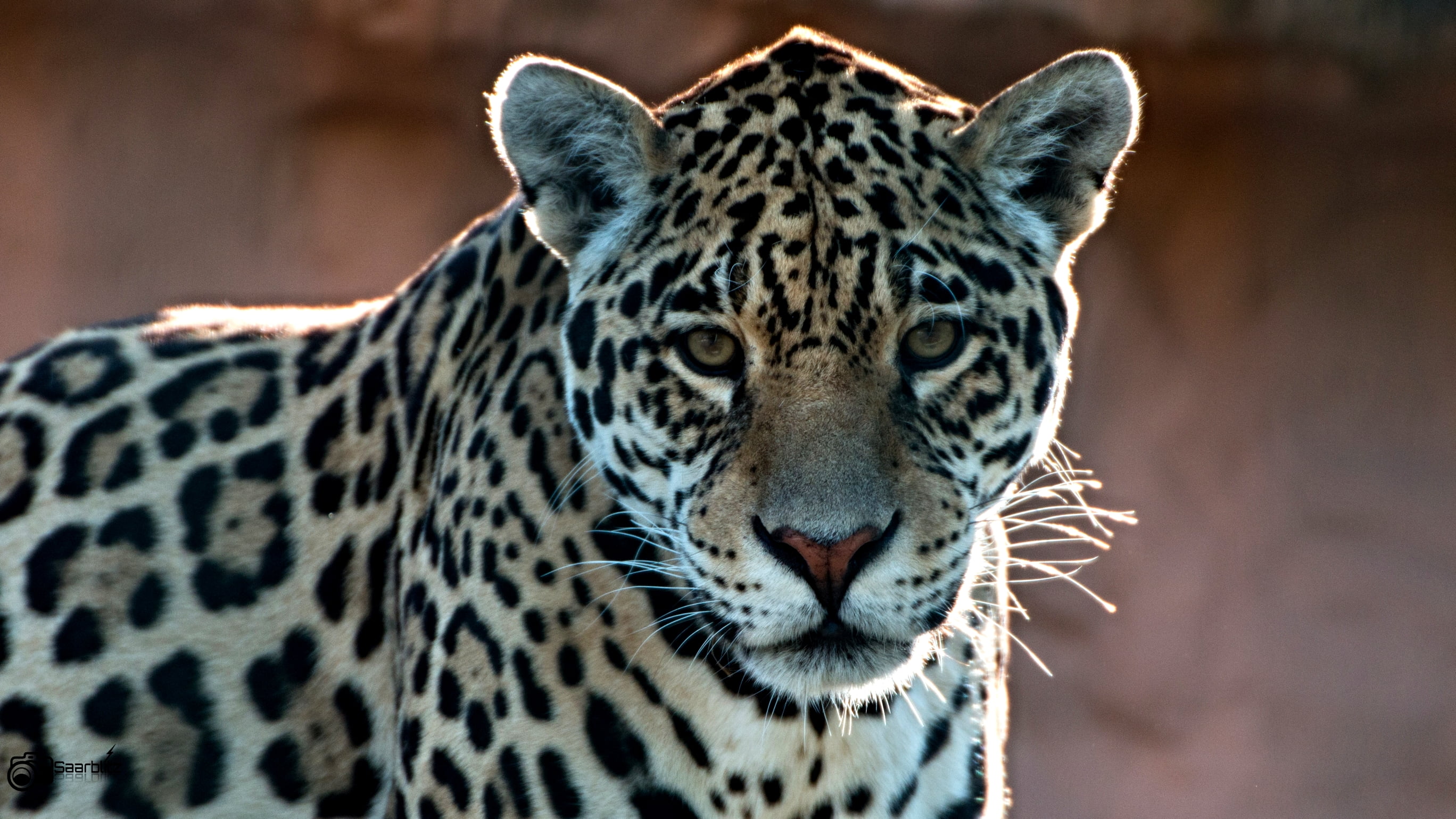 Portrait, wildlife, Animal, Jaguar, africa, undomesticated Cat, mammal, 2K, Tier, Zoo, spotted, Saarbrücken, Outdoor, animals In The Wild, I am, nature, HD Wallpaper