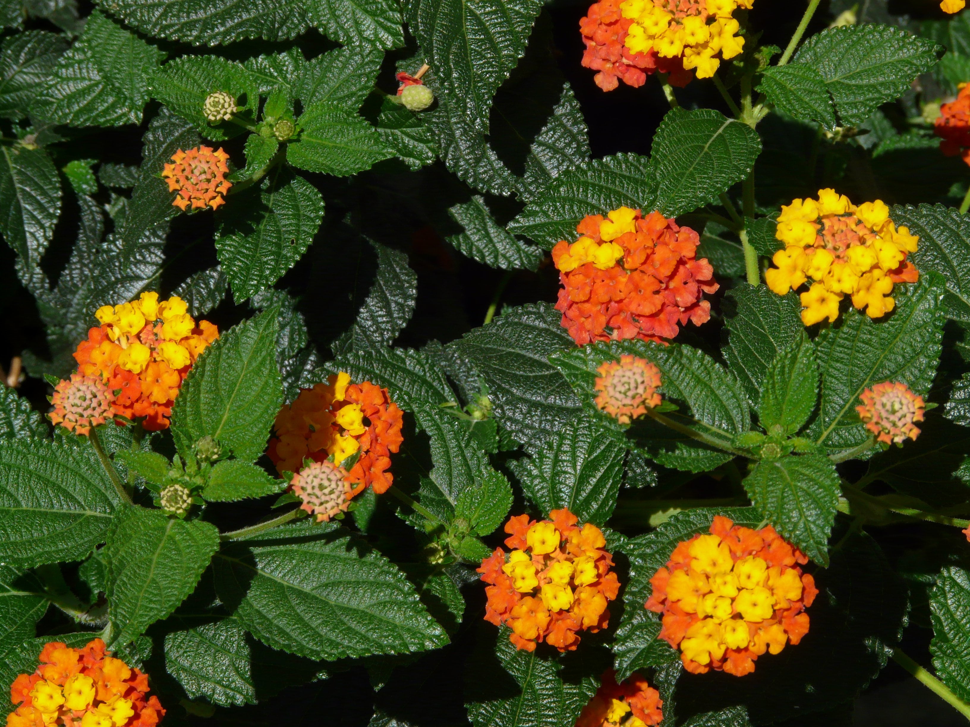 high angle view, ornamental plant, vulnerability, yellow, fragility, leaf, inflorescence, outdoors, petal, blossom, flower, no people, lantana, freshness, HD Wallpaper