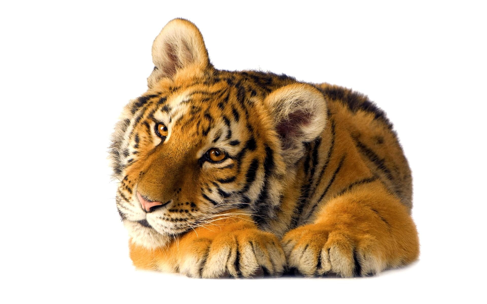 tigermsiberian, 1080P, cat, look, animals, tamed, beauty, tame, HD Wallpaper
