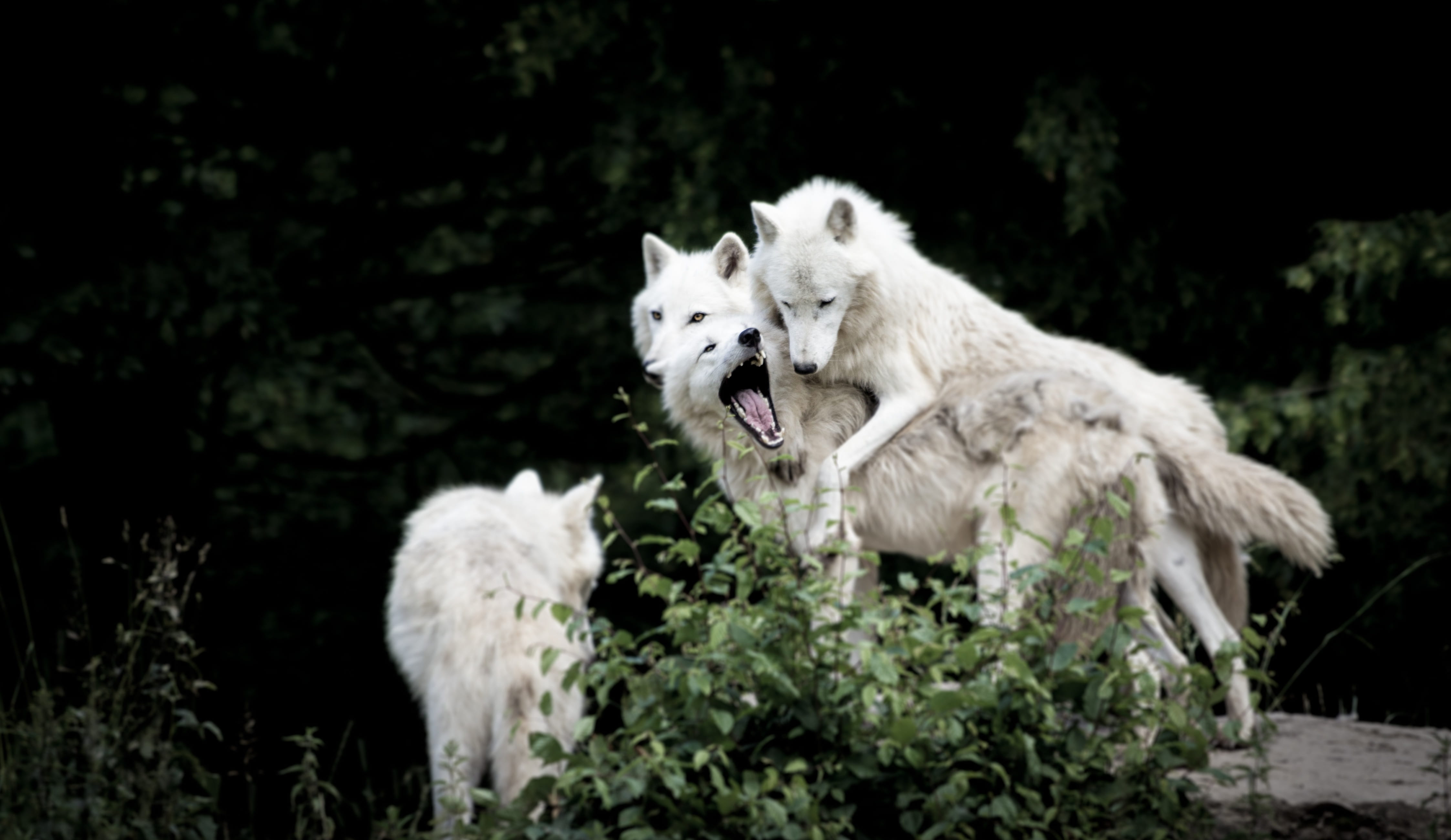 vertebrate, 4K, cold, aggression, forest, pets, dog, mouth open, wolf, tamed, mammal, animals, beauty, beasts, tree, outdoors, wild, background, plant, HD Wallpaper