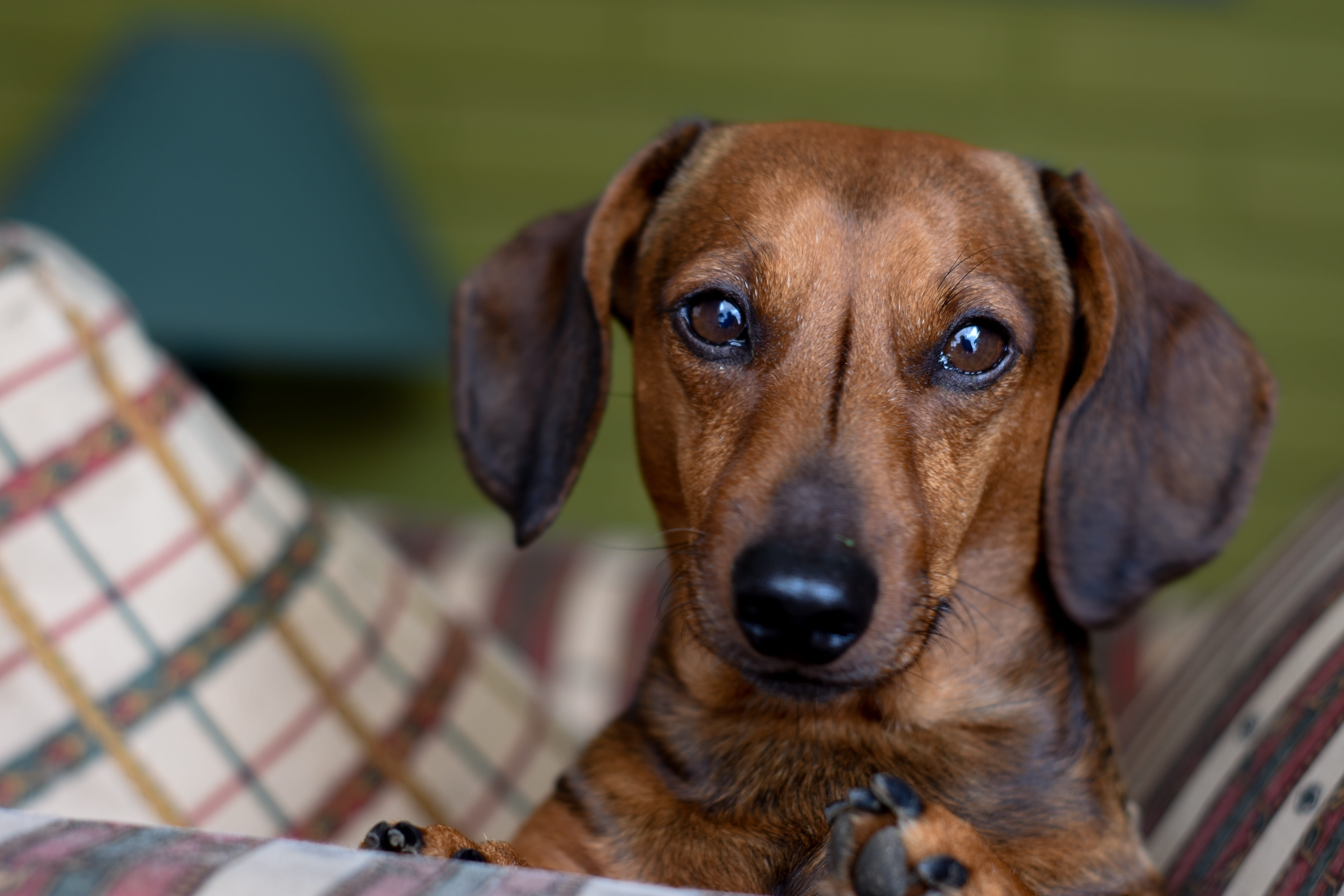 5K, mammals, mammal, focus on foreground, domestic animals, look, puppy, dackel, snout, hound, close-up, portrait, wiener, vertebrate, looking at camera, HD Wallpaper