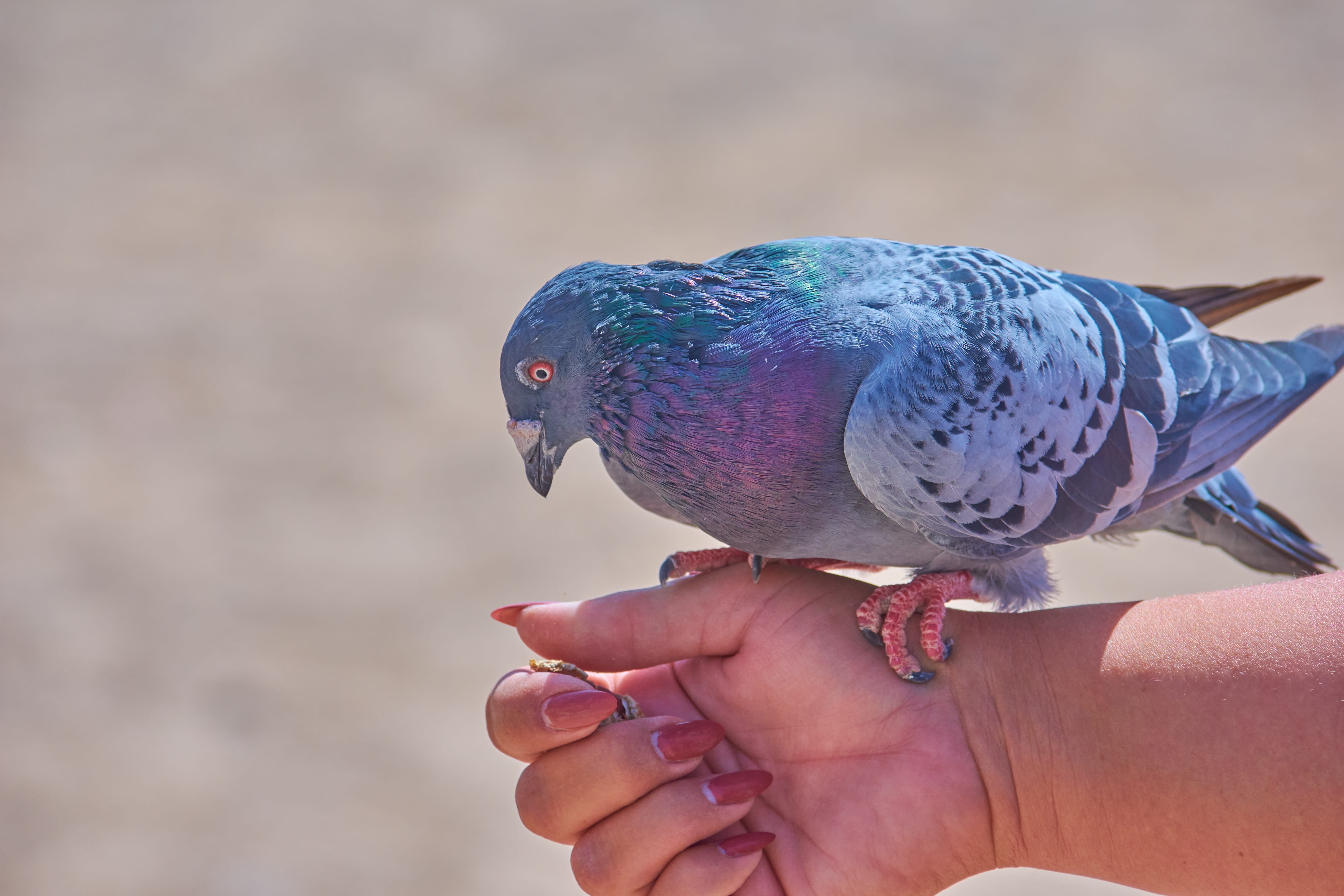 animals in the wild, 5K, human body part, body part, feed, eat, focus on foreground, feeding, arm, lifestyles, holding, outdoors, day, trustful, bird, HD Wallpaper