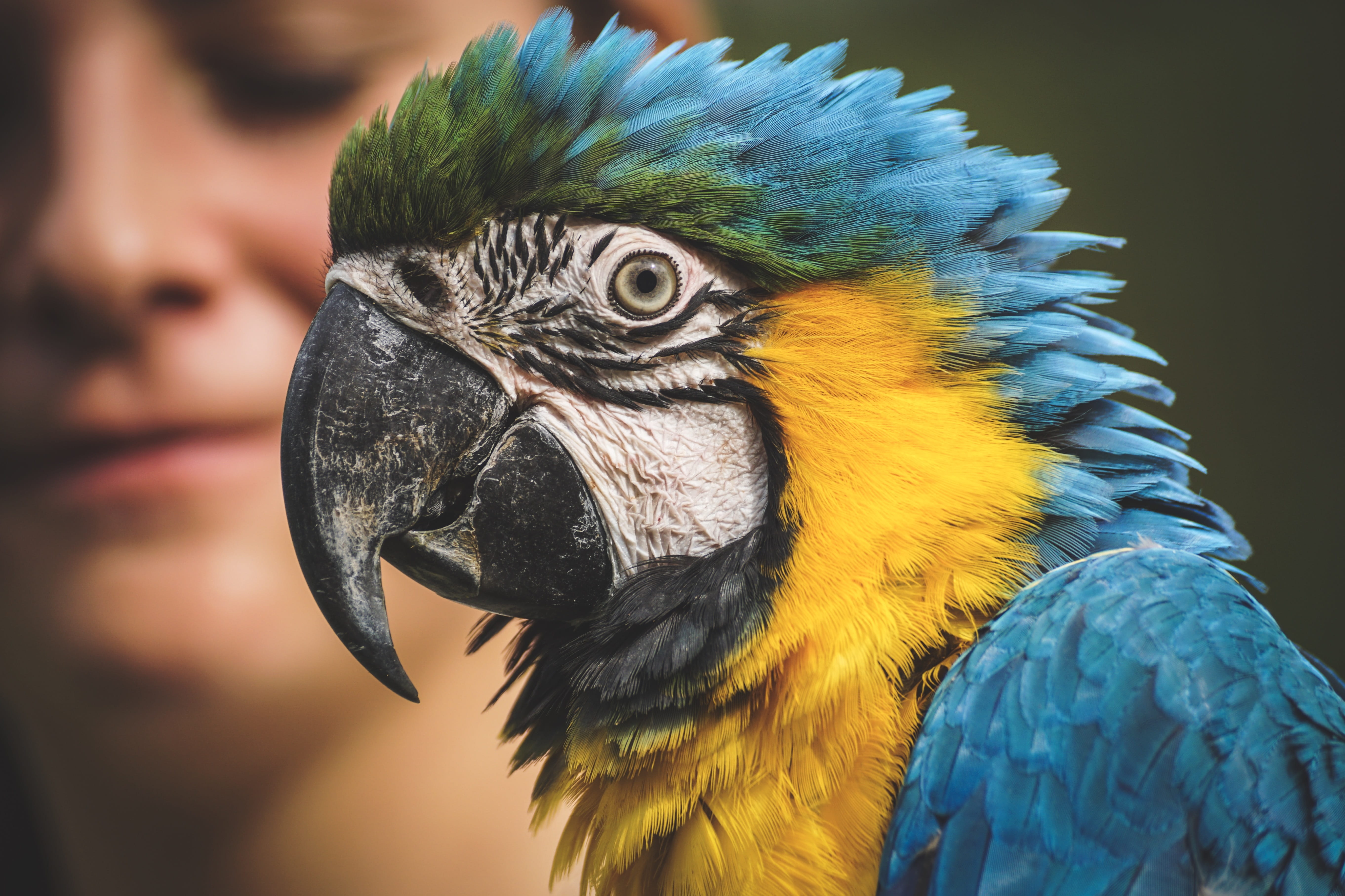 animal, man and animal, bird, close up, looking, animal eye, beak, head, macaw, vertebrate, tame, bill, animal head, looking away, animal world, animal body part, HD Wallpaper