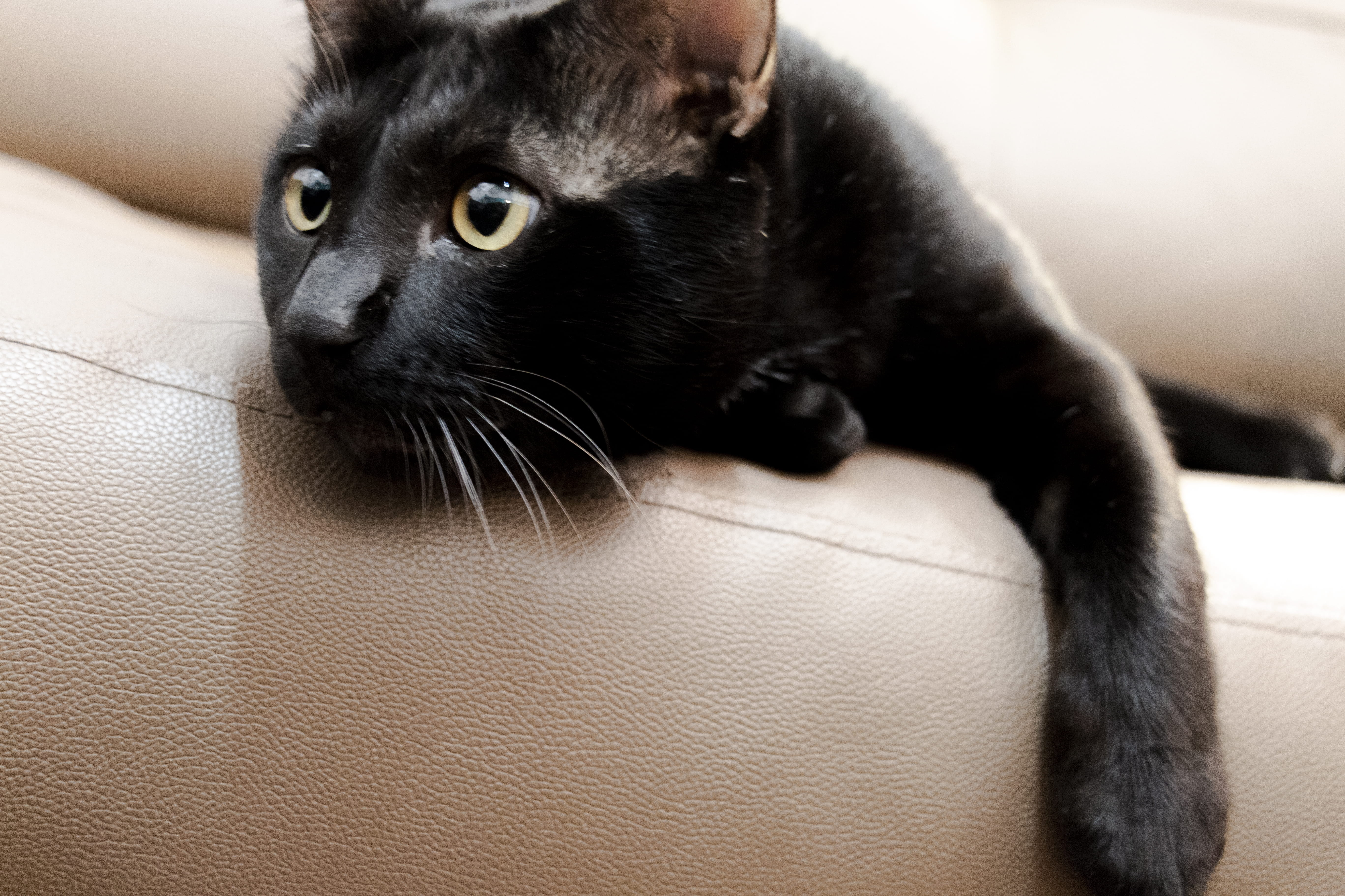 armchair, couch, domestic animals, fur, small, close-up, wood, pet, tamed, animals, 5K, domestic, abyssinian, mammal, manx, relaxation, domestic cat, kitten, HD Wallpaper