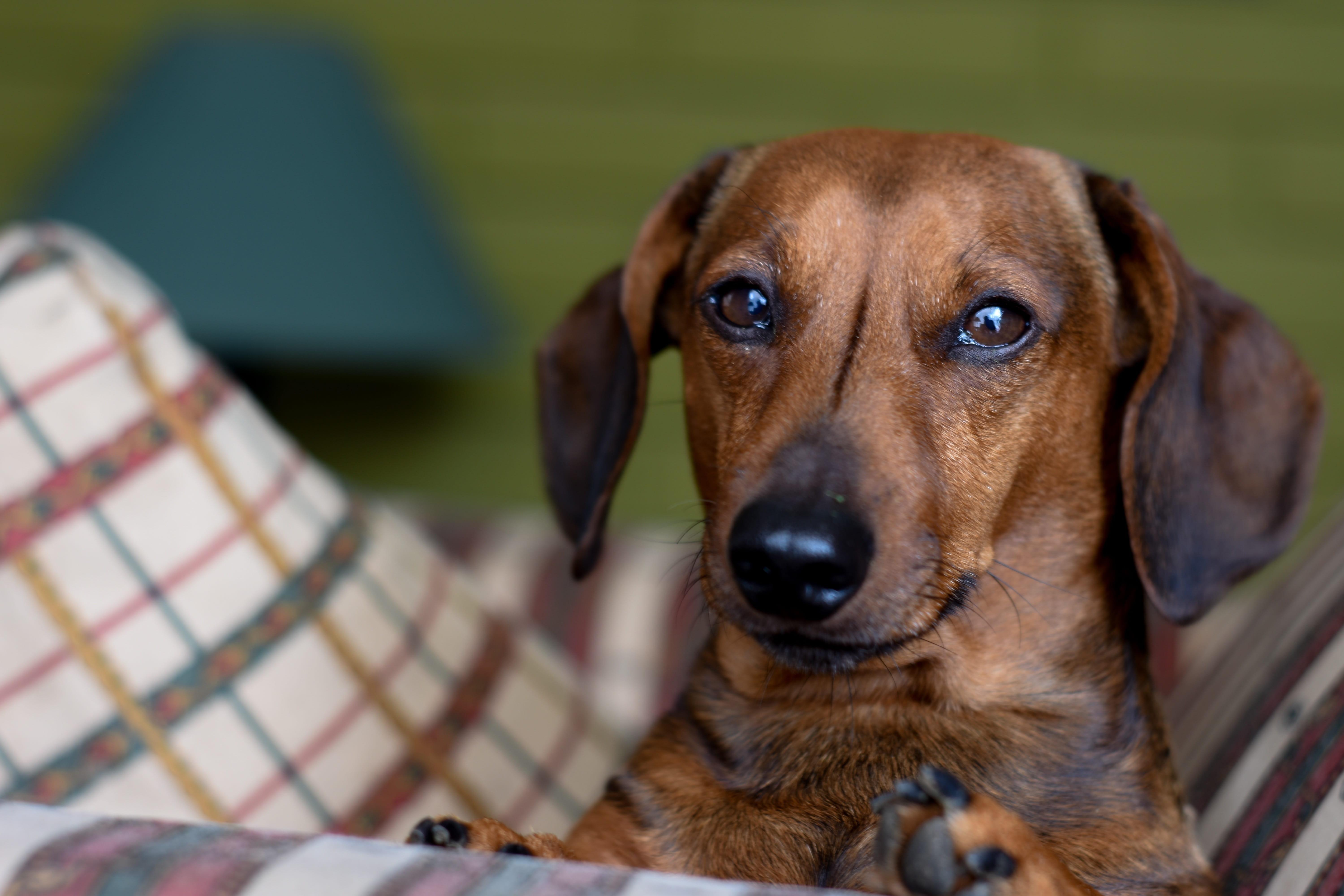 daschund, animals, pedigree, relaxation, mammal, snout, focus on foreground, eyes, adorable, people, mammals, vertebrate, puppy, close-up, domestic, dog sausage, HD Wallpaper