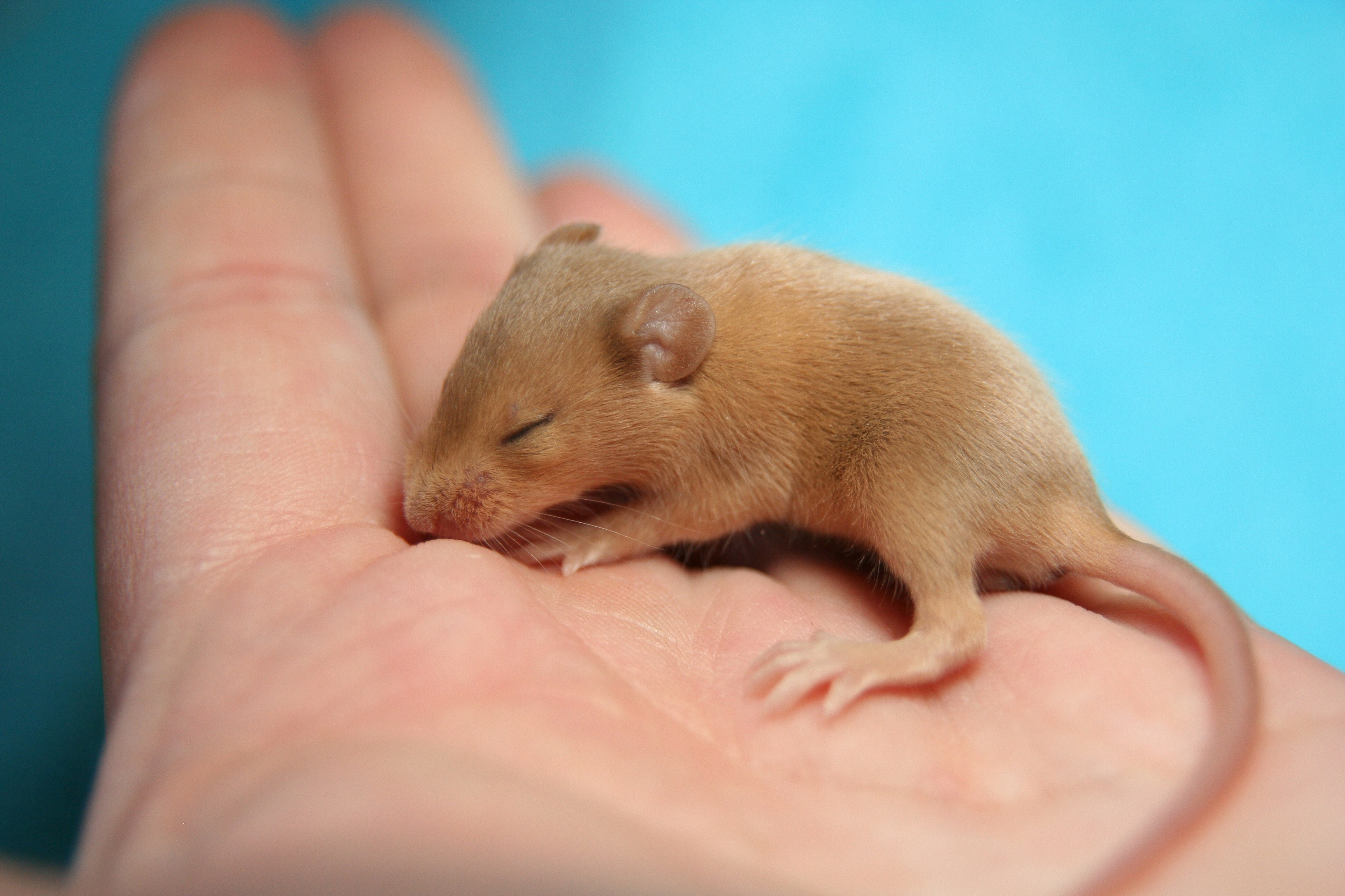 one person, mammal, vertebrate, pets, one animal, farbmäuse, young animal, close, hand, mice, sweet, close-up, cute, animal wildlife, holding, 2K, real people, HD Wallpaper