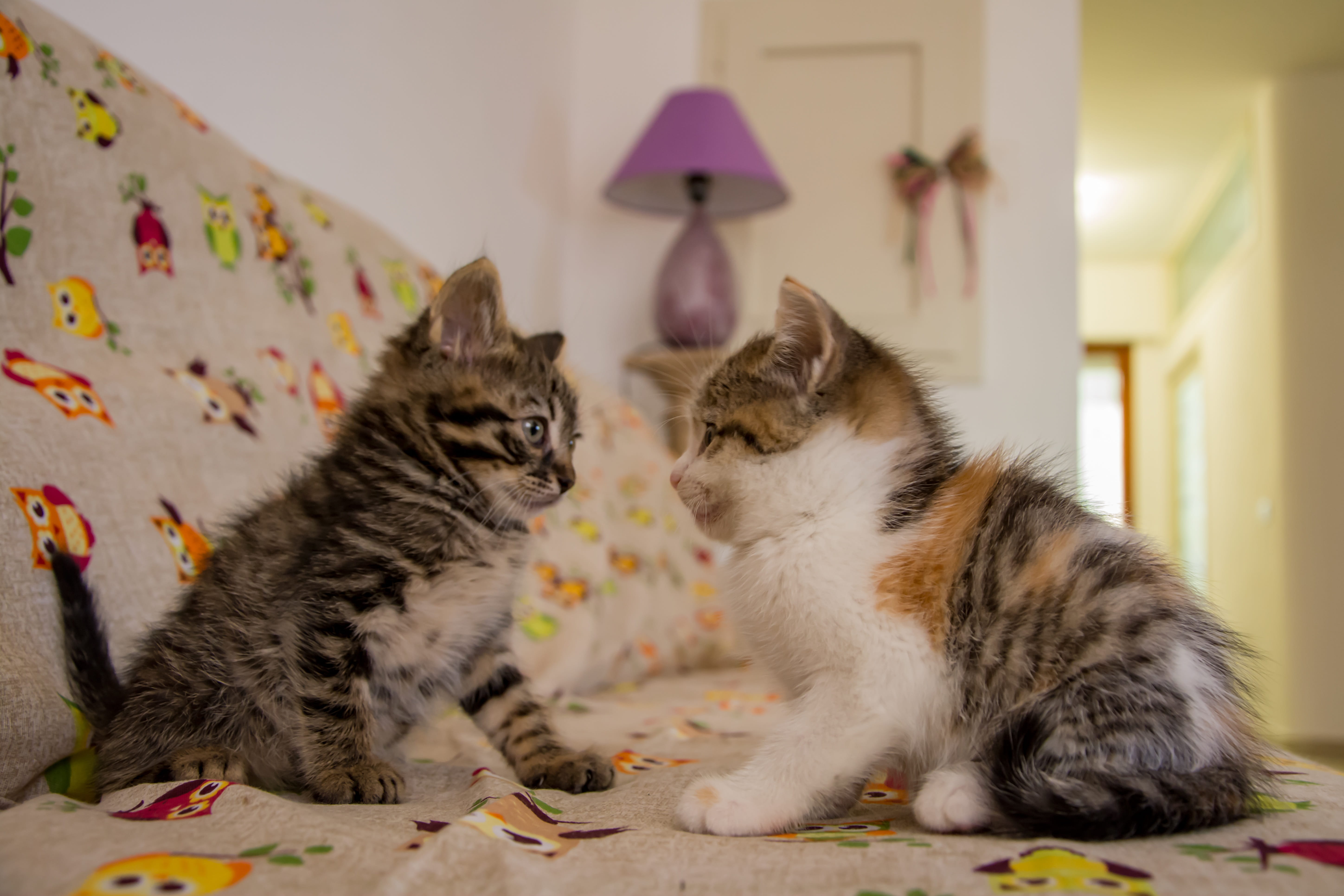 close-up, domestic animals, mammal, cat, tamed, fluffy, cats, animal themes, kitten, pets, no people, curious, two animals, home interior, domestic, feline, HD Wallpaper