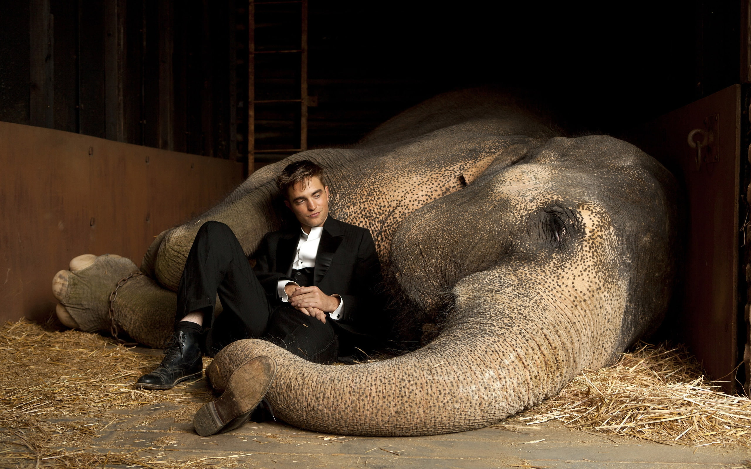 funny, movie, robert, 2K, pattinson, elephants, elephant, water, twilight, close, mood, friendship, HD Wallpaper