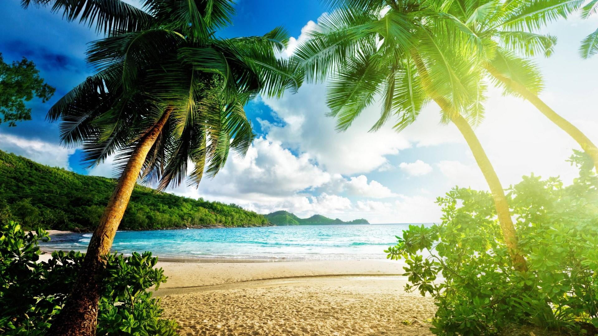 1080P, clouds, idyllic, sand, tranquility, growth, scenics - nature, coconut palm tree, beauty in nature, no people, sea, palm leaf, water, palms, plant, HD Wallpaper