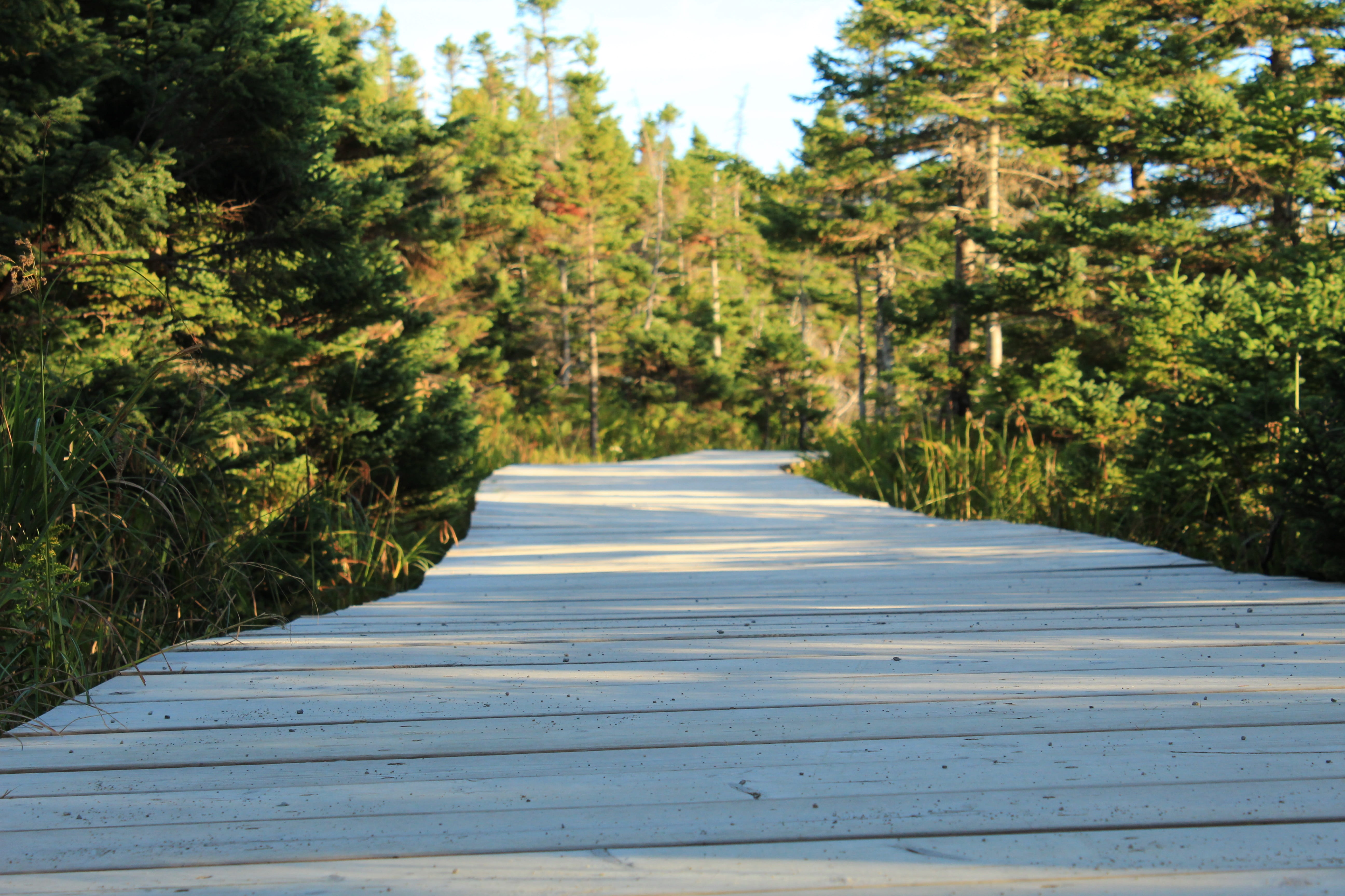 scenic, land, diminishing perspective, day, green, boardwalk, plank road, non-urban scene, plant, soon, long, landscape, forest, no people, nature, background, HD Wallpaper