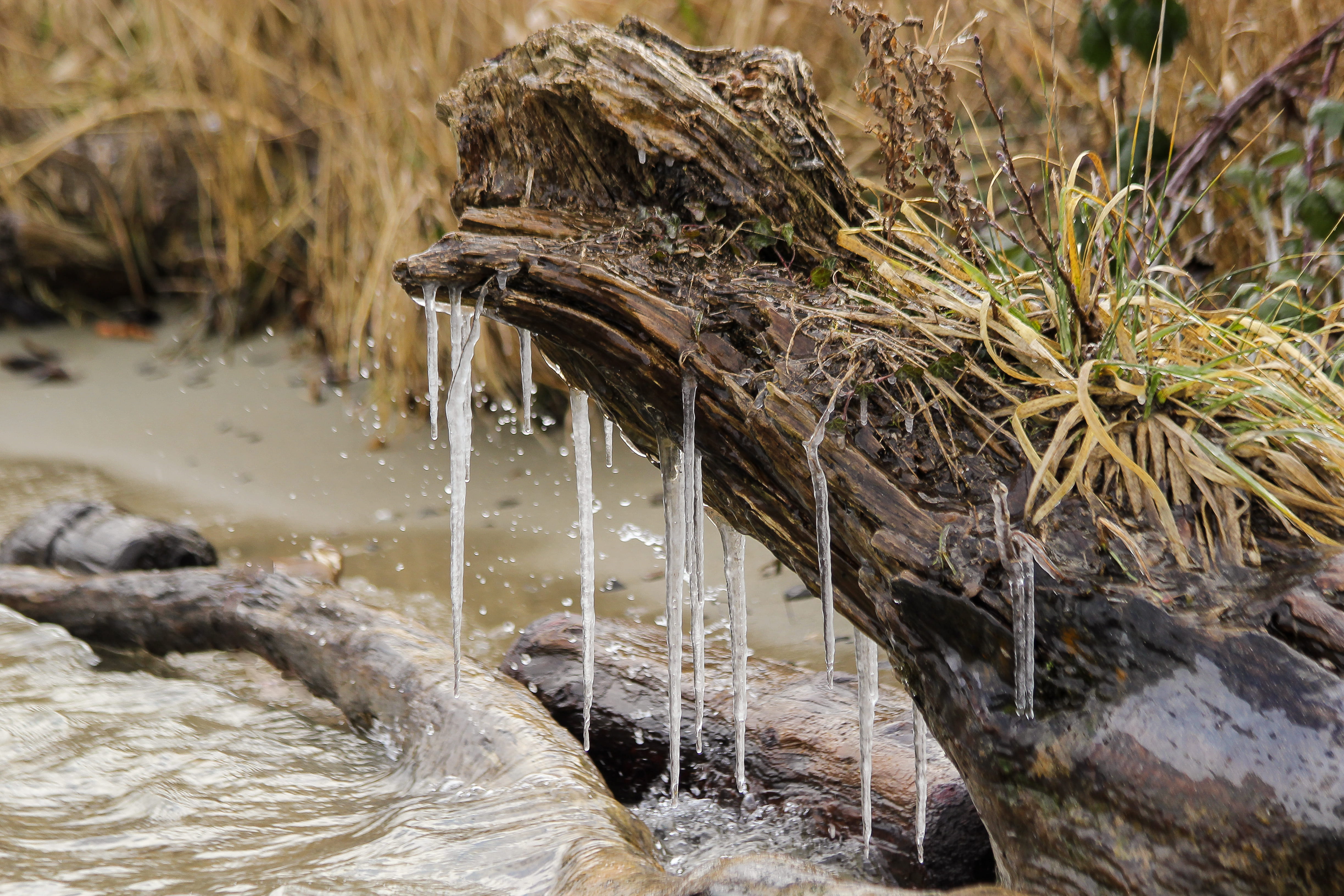 stalactite, icicle, drops, land, wood - material, tree, close-up, rock - object, gouttes, river, plant, rock, water, no people, dead wood, solid, mouillé, HD Wallpaper