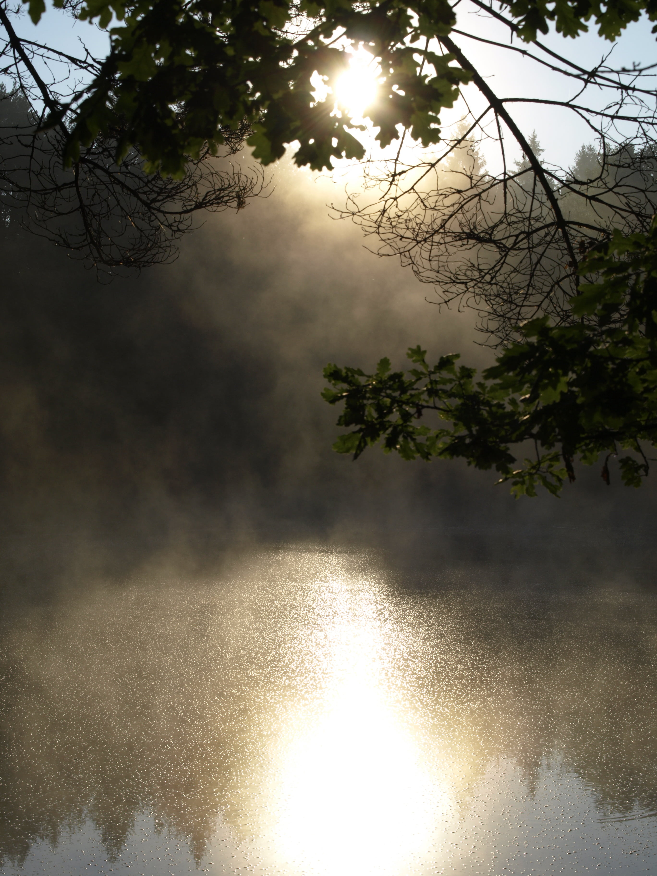 surrounded, trees, surface, morting, body, sunlight, branch, sky, water, fog, tranquility, 2K, tranquil scene, beauty in nature, magic, outdoors, nature, Phone HD Wallpaper