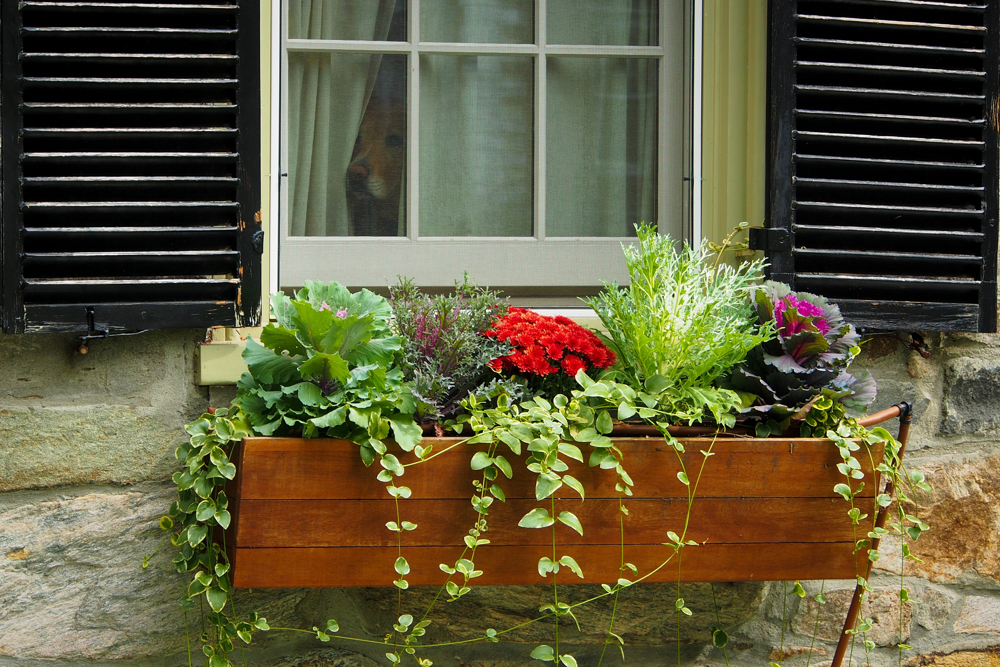 nature, freshness, window, plant part, outdoors, flower pot, flowers, leaf, flowering plant, retriever, no people, curtains, green color, window box, building, HD Wallpaper