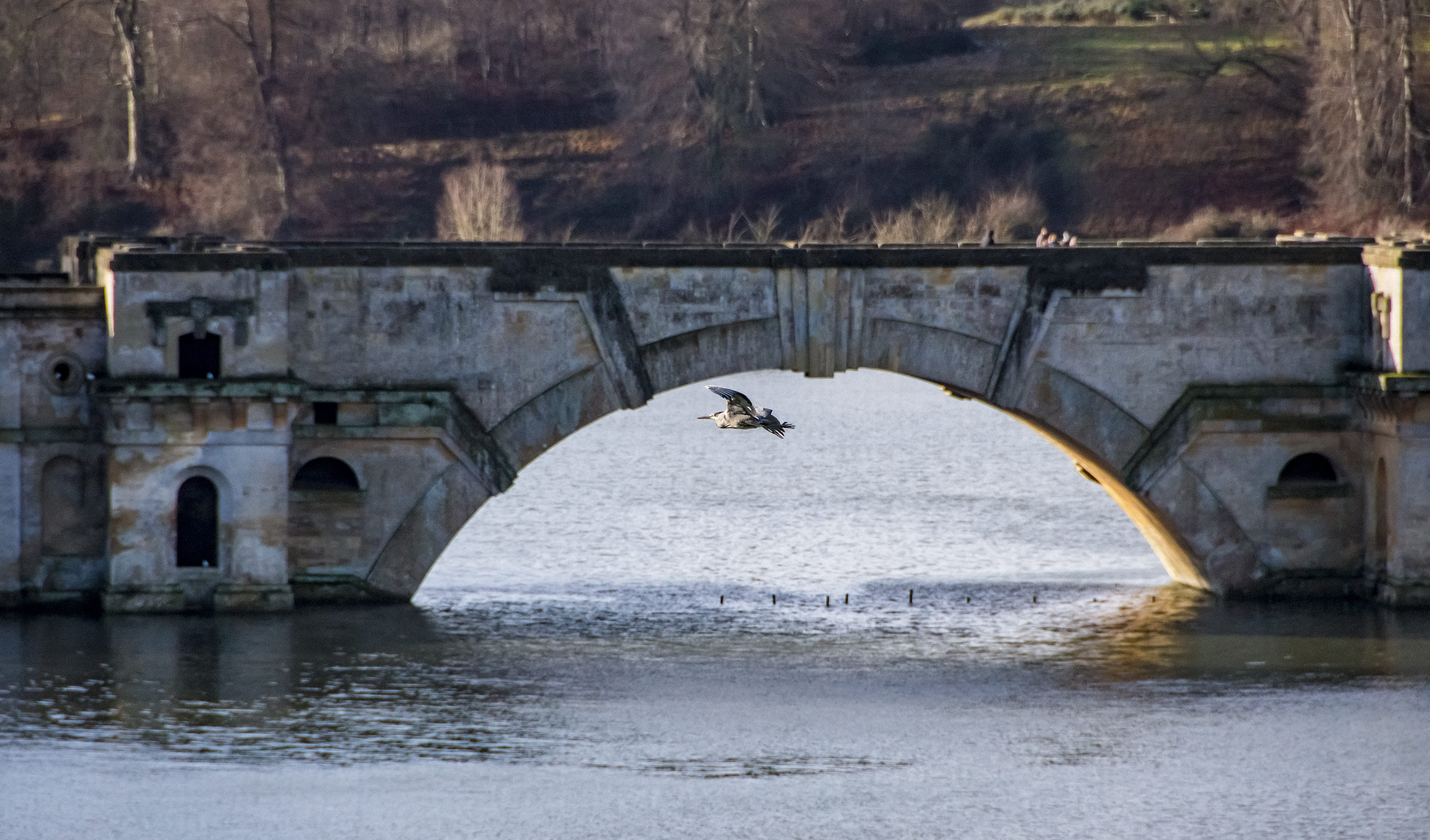 river, woodstock, one animal, heron, bird, architecture, 5K, animal, no people, lake, nature, animal wildlife, dom, connection, united kingdom, day, hunting, HD Wallpaper