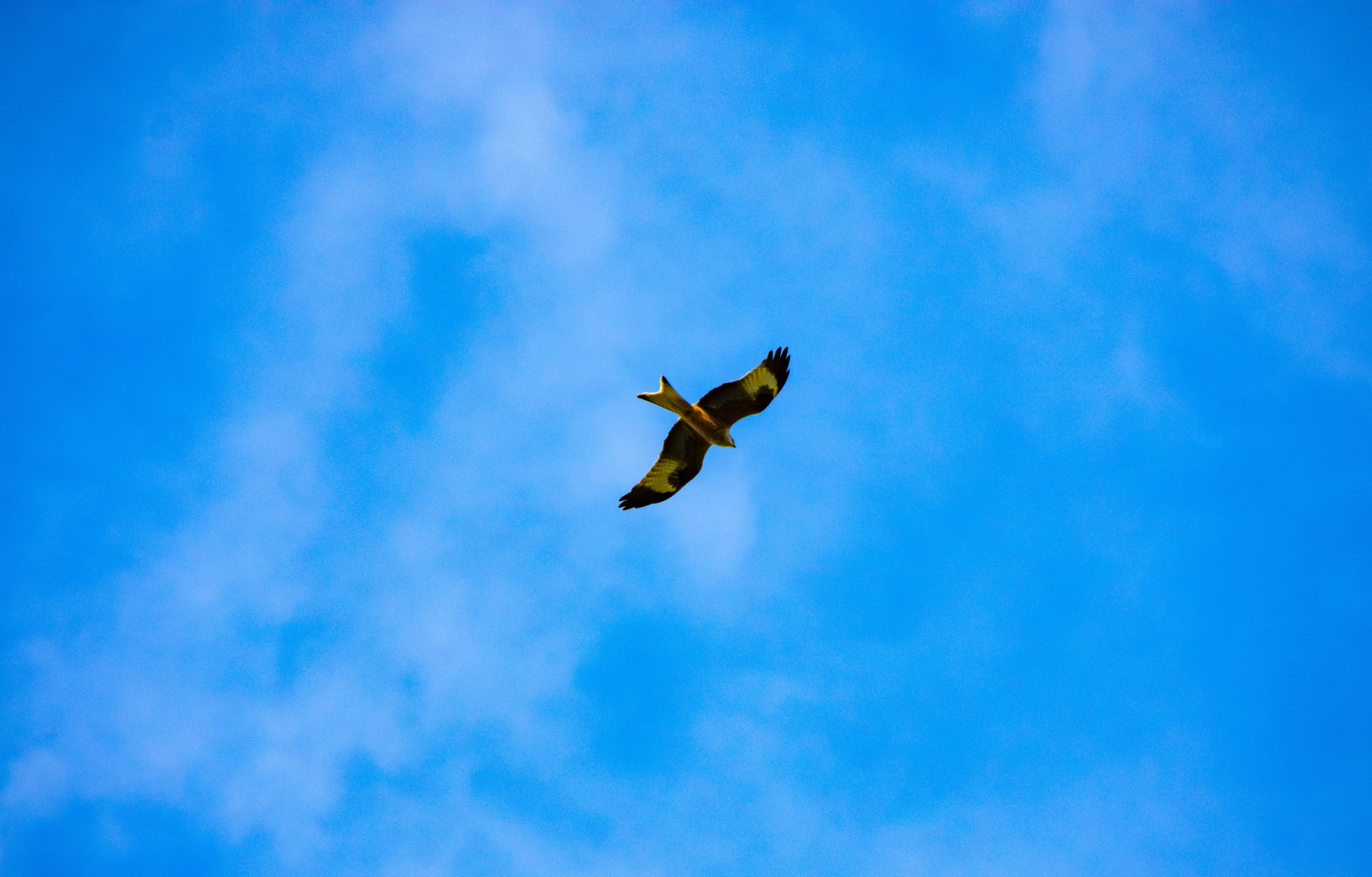 motion, united kingdom, no people, dom, full length, woodstock, red kite, one animal, day, spread wings, hunting, 5K, animal wildlife, bird, predator, HD Wallpaper