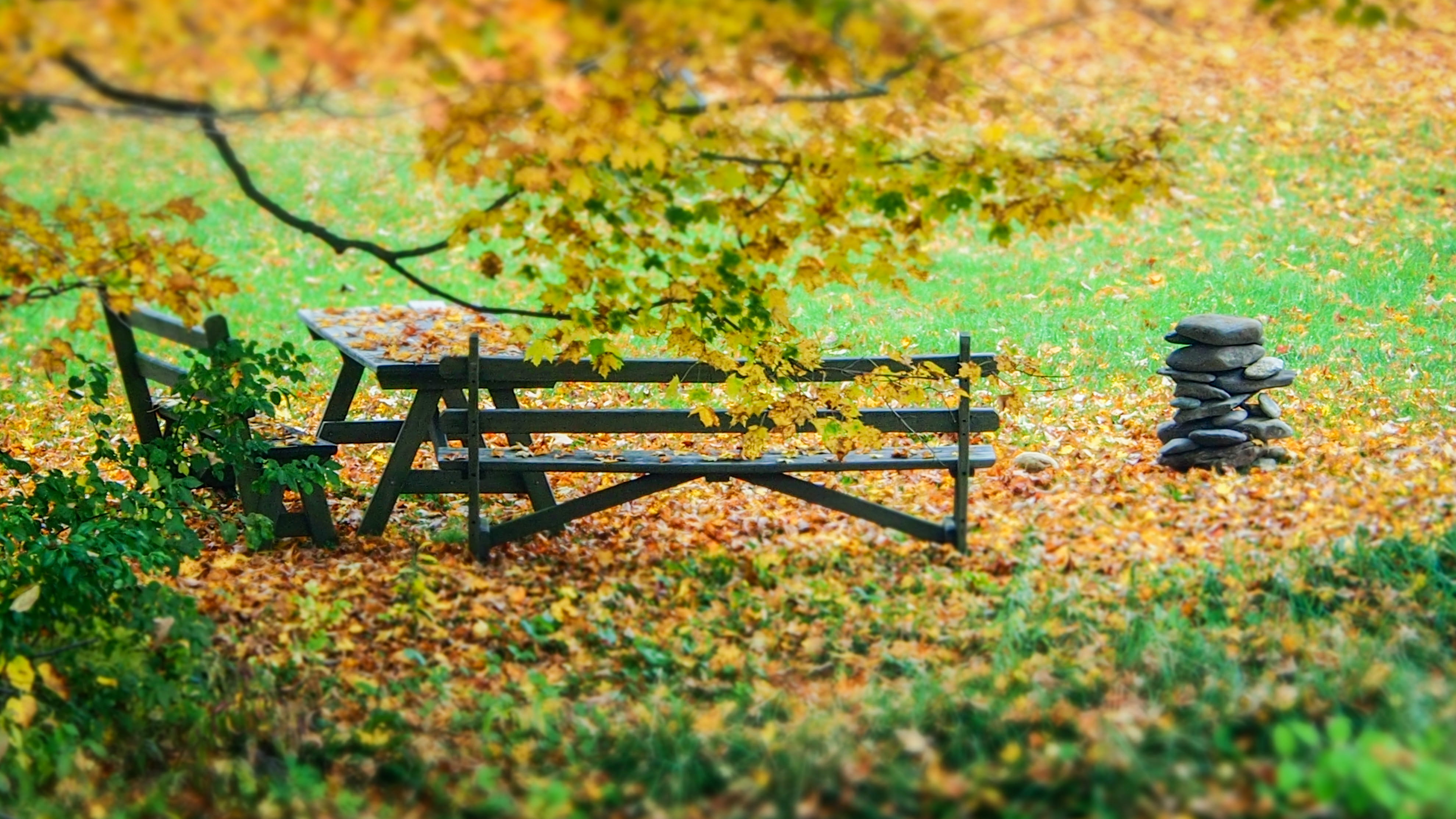 fall, leaves, beauty in nature, tranquility, picnic table, empty, united states, land, no people, field, plant part, outdoors, change, plant, seat, park - man made space, HD Wallpaper