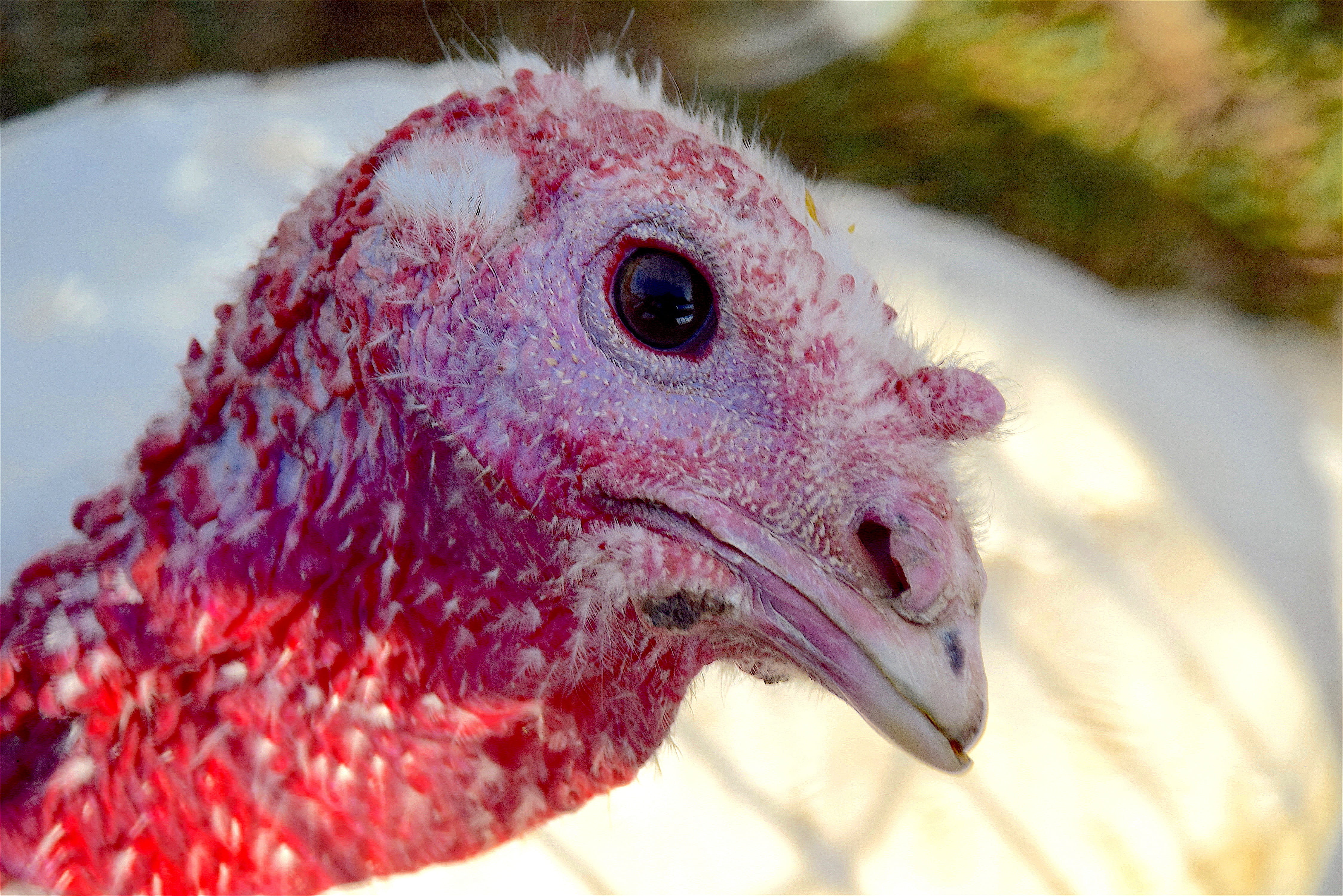 ecological, fowl, chicken - Bird, Farm, country, livestock, domestic Animals, Bird, day, close-up, animal themes, nature, pets, animal wildlife, agriculture, HD Wallpaper