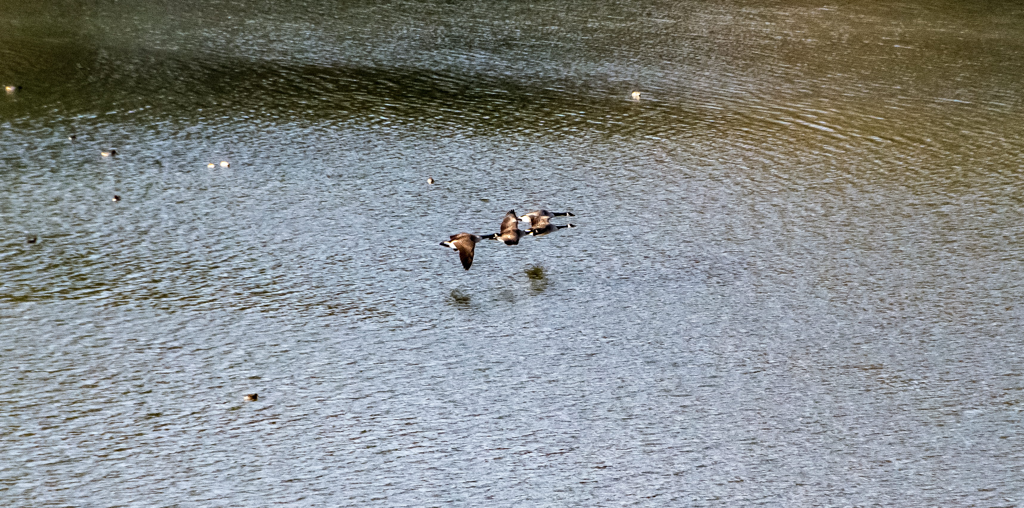 flight, high angle view, family, day, woodstock, water, pets, 2K, lake, canine, united kingdom, animals in the wild, vertebrate, no people, dom, dog, nature, HD Wallpaper