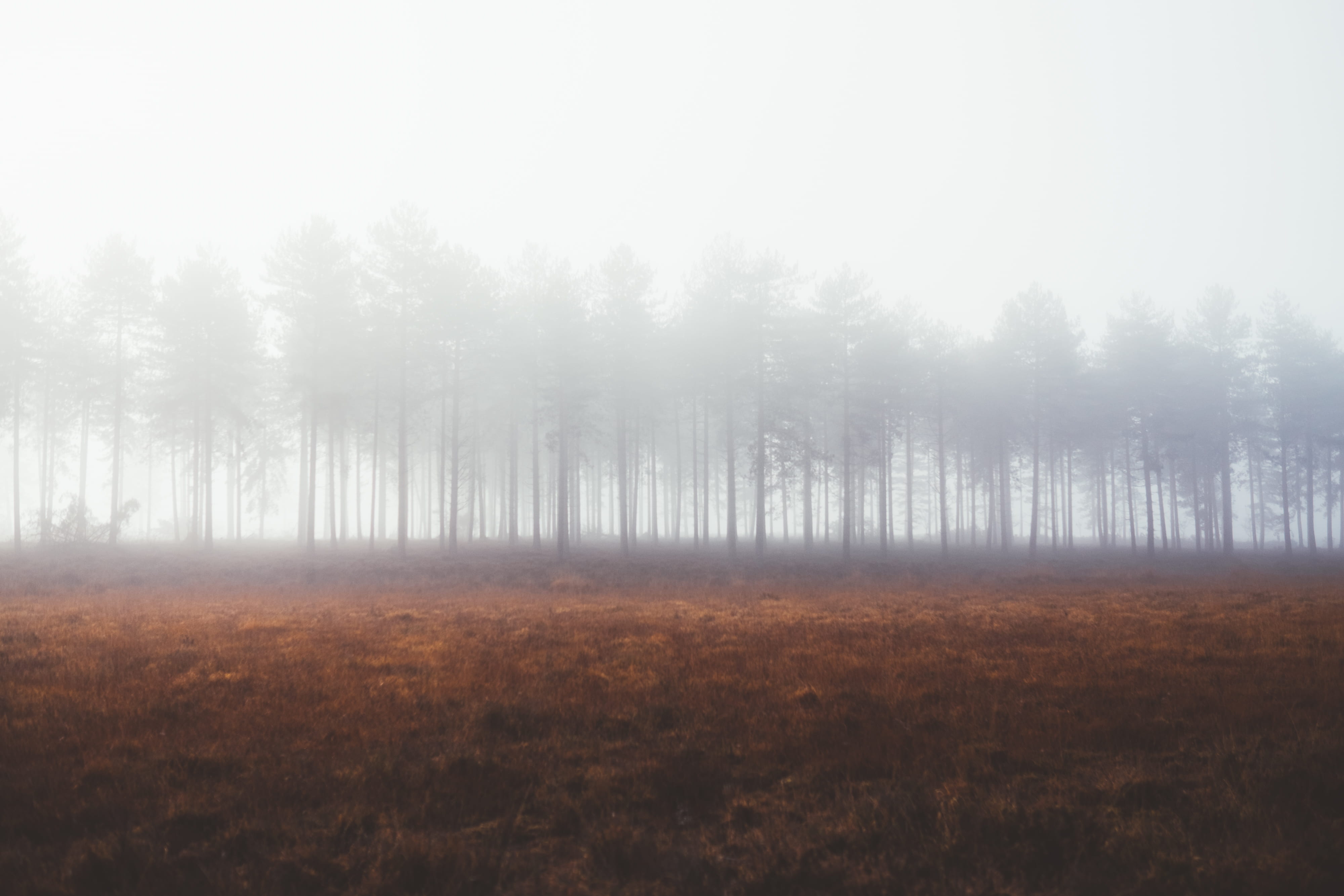 outdoors, sky, descends, pine woodland, scenics - nature, woodland, trees, 4K, day, fog, no people, land, coniferous tree, mist, non-urban scene, landscape, HD Wallpaper