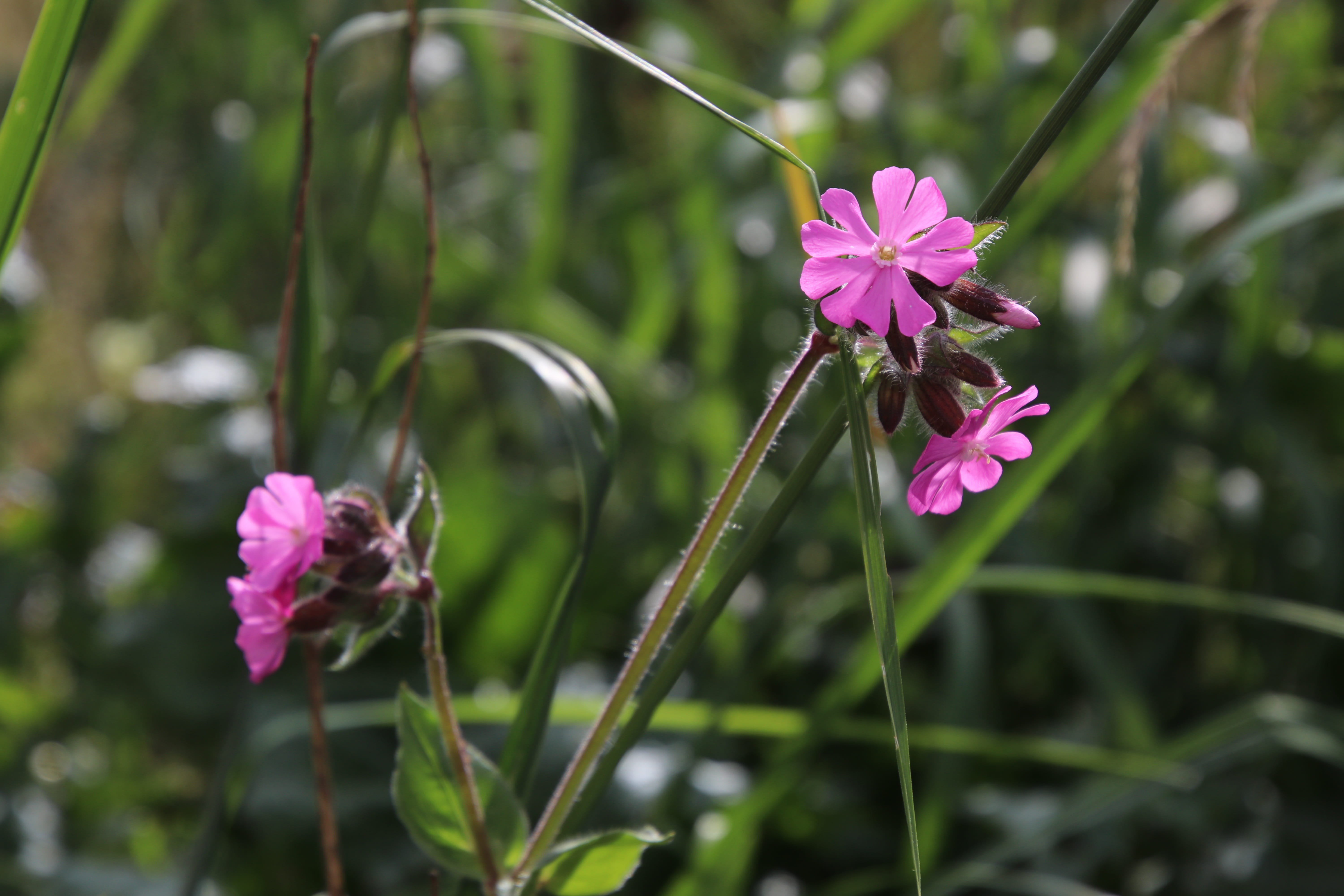 alpine, 5K, inflorescence, freshness, vulnerability, pink, flora, flowers, flowering plant, plant stem, no people, tender, season, flower, wild flowers, HD Wallpaper