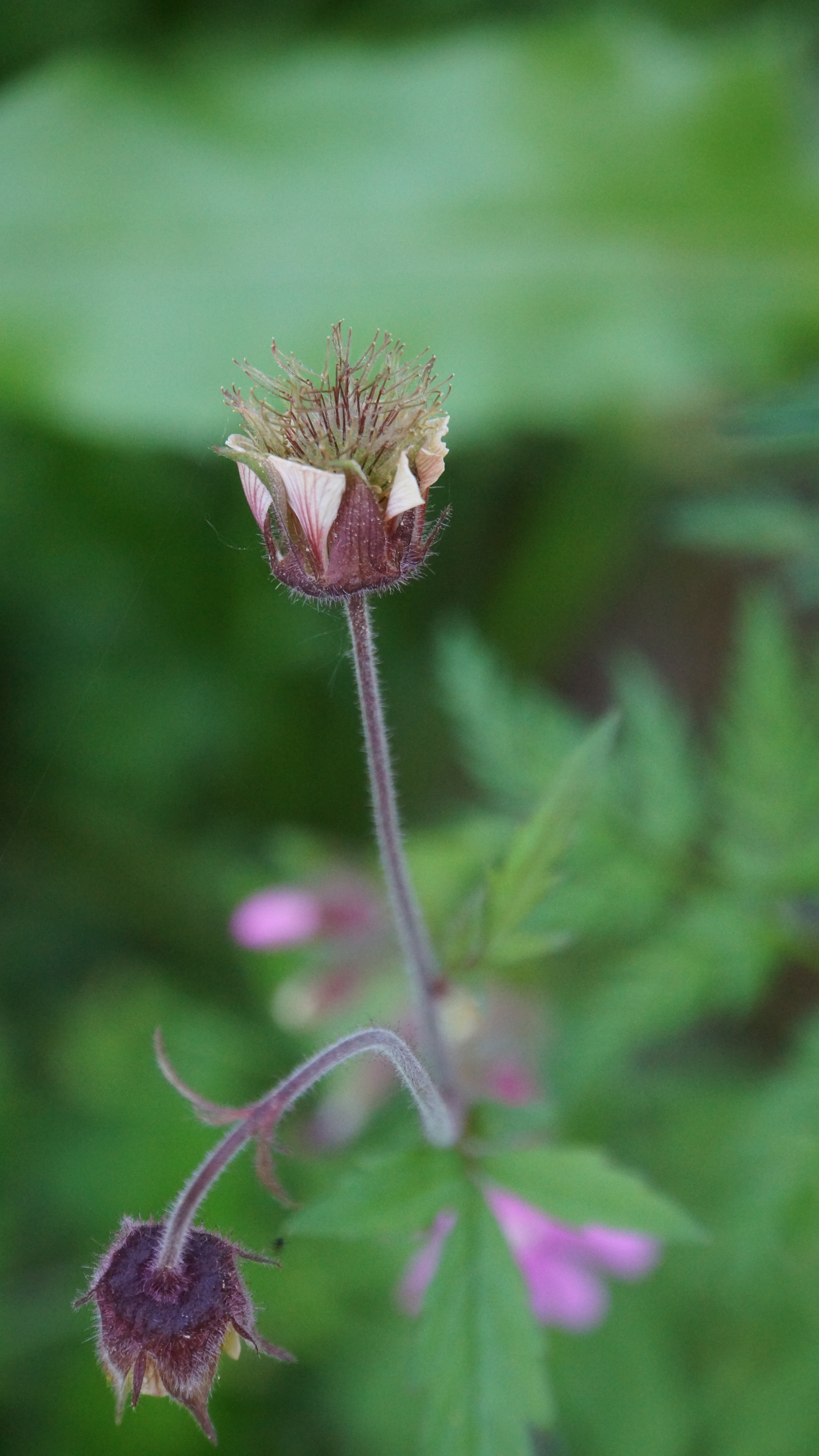 water avens, modest-looking, outdoors, selective focus, 5K, no people, fragility, flowering plant, flower head, sepal, wildflowers, beauty in nature, green color, Phone HD Wallpaper