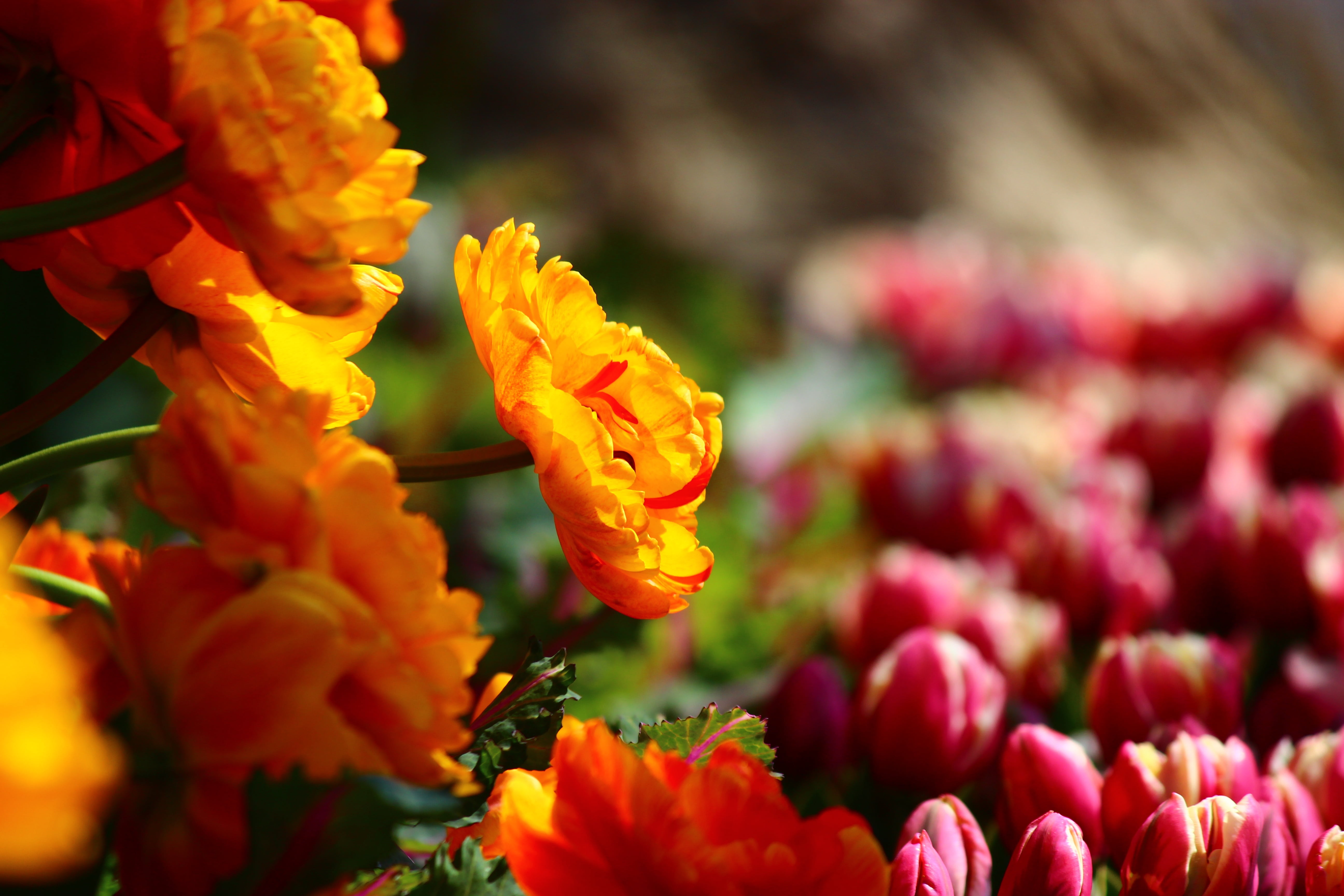 flower arrangement, springtime, petal, modest yellow tulips, great, no people, day, focus on foreground, flowerbed, red, flower Head, fragility, close-up, HD Wallpaper