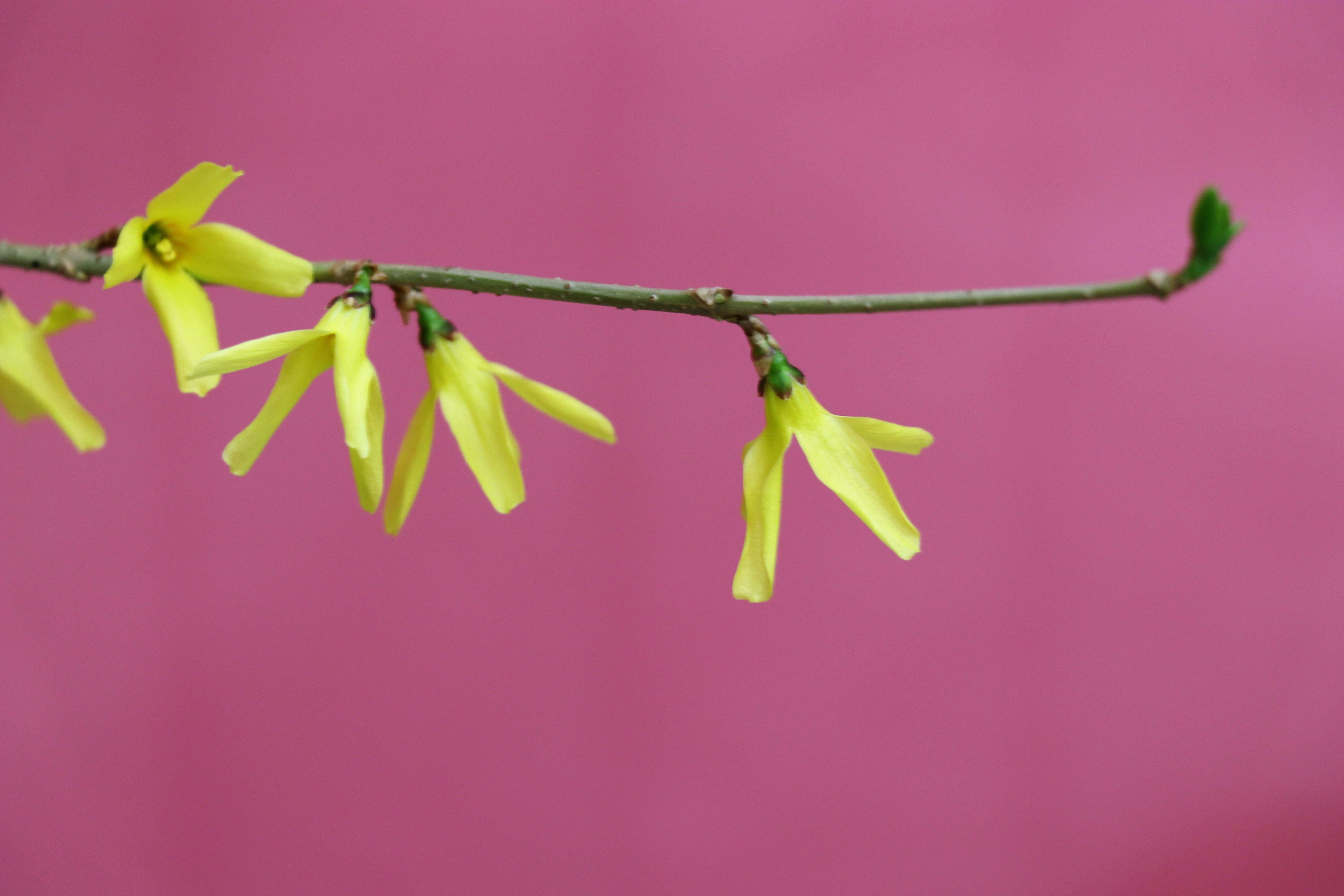 clothesline, nature, freshness, no people, healthy eating, modest, flower, background, food and drink, minimalism, food, 5K, gift, indoors, flowers, focus on foreground, HD Wallpaper