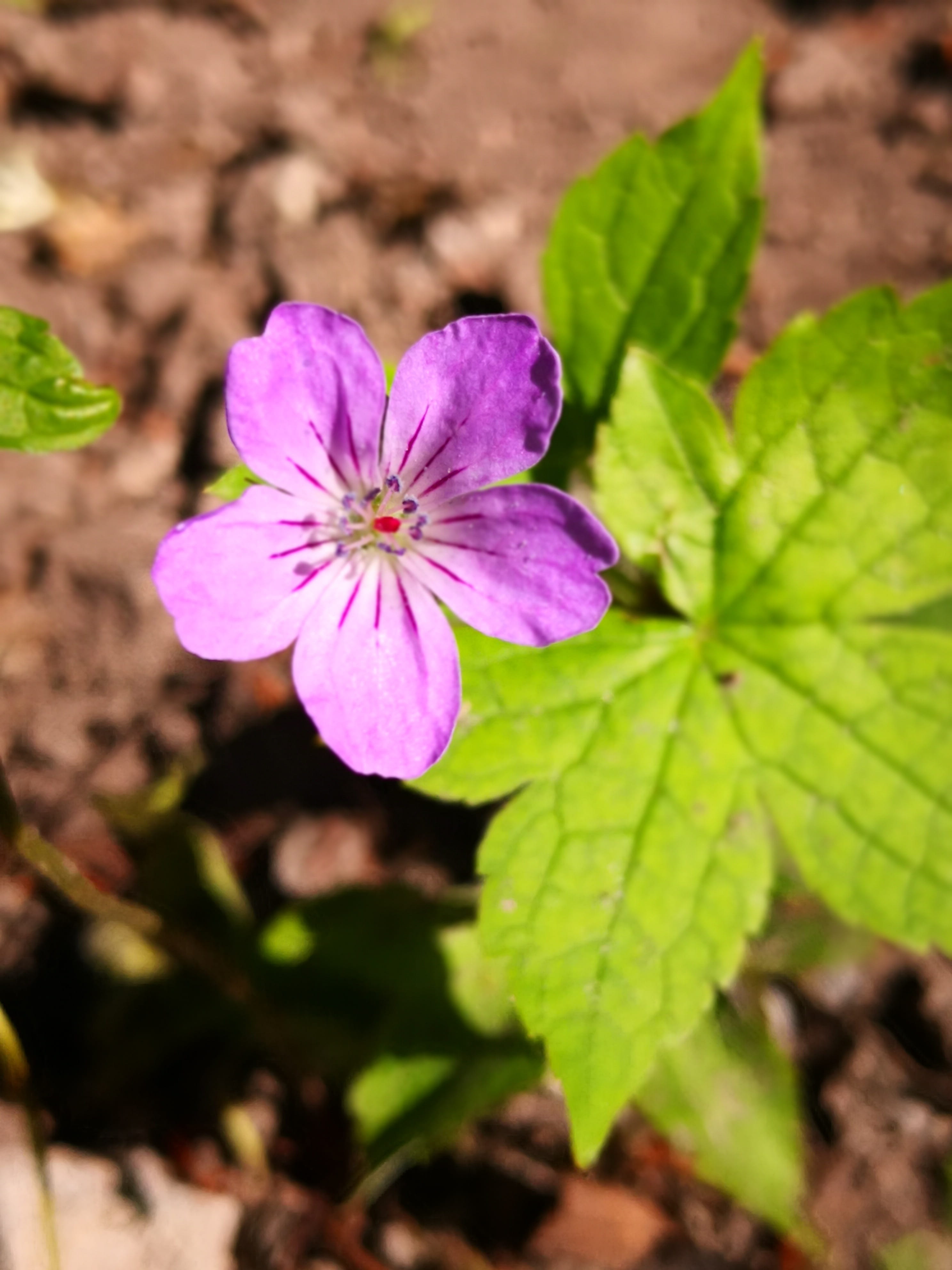 flower, 4K, simplicity, day, close-up, selective focus, growth, purple, focus on foreground, no people, leaf, pure, inflorescence, flowering plant, flower head, Phone HD Wallpaper