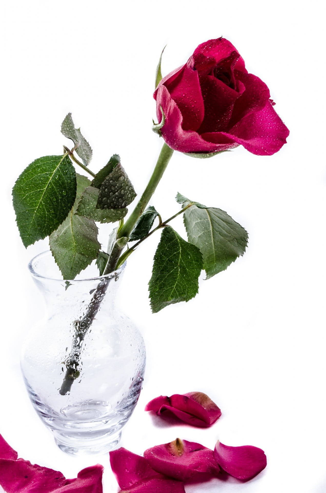 close-up, flower, indoors, nature, pink color, remember, 1080P, art, leaves, flower head, flowers, petal, background, gift, valentine, no people, red, Phone HD Wallpaper