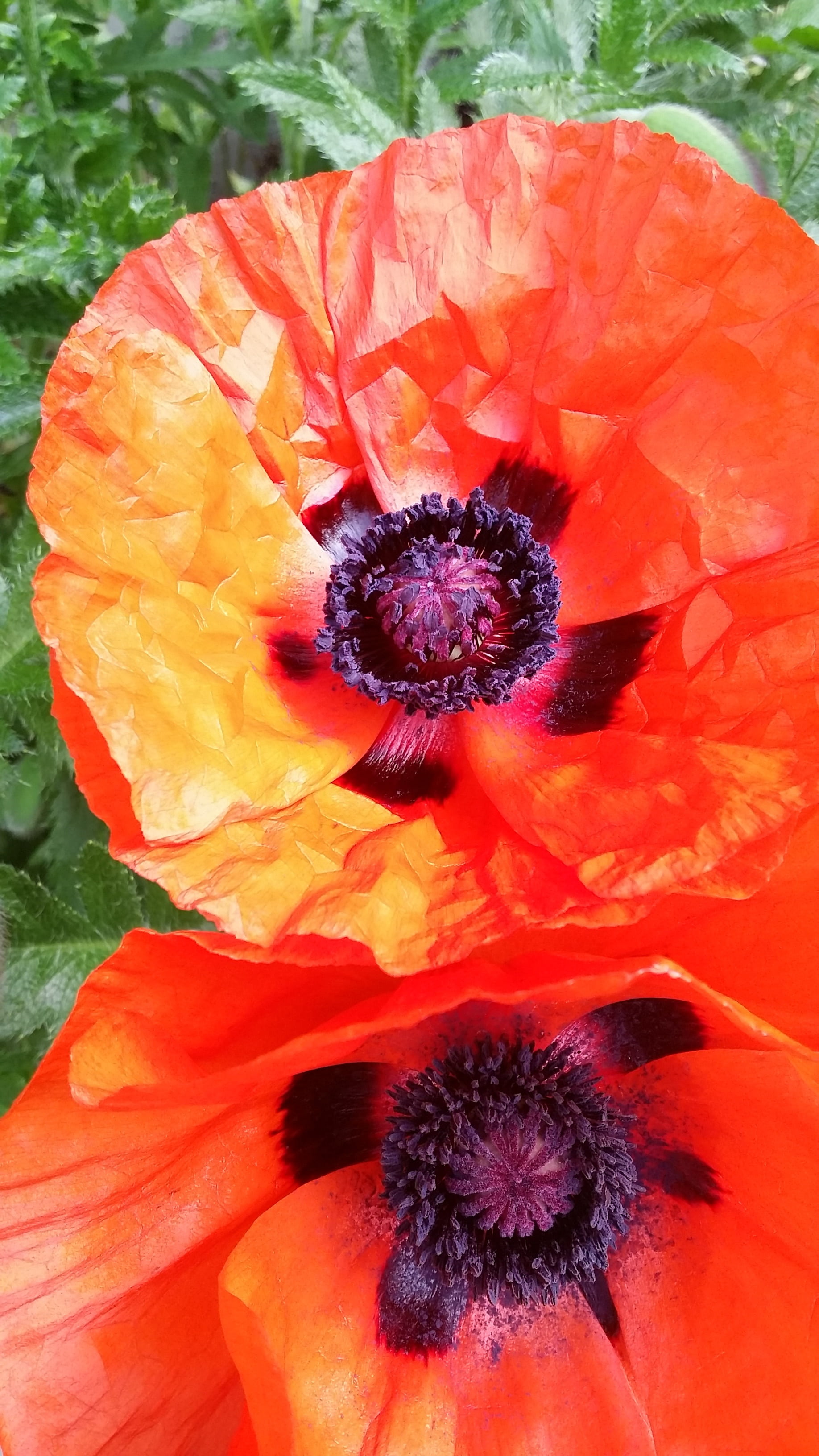 flower, vulnerability, plant, fragility, veterans, canada, flowering plant, day, poppy, red, close-up, 2K, remembrance, remember, freshness, no people, Phone HD Wallpaper