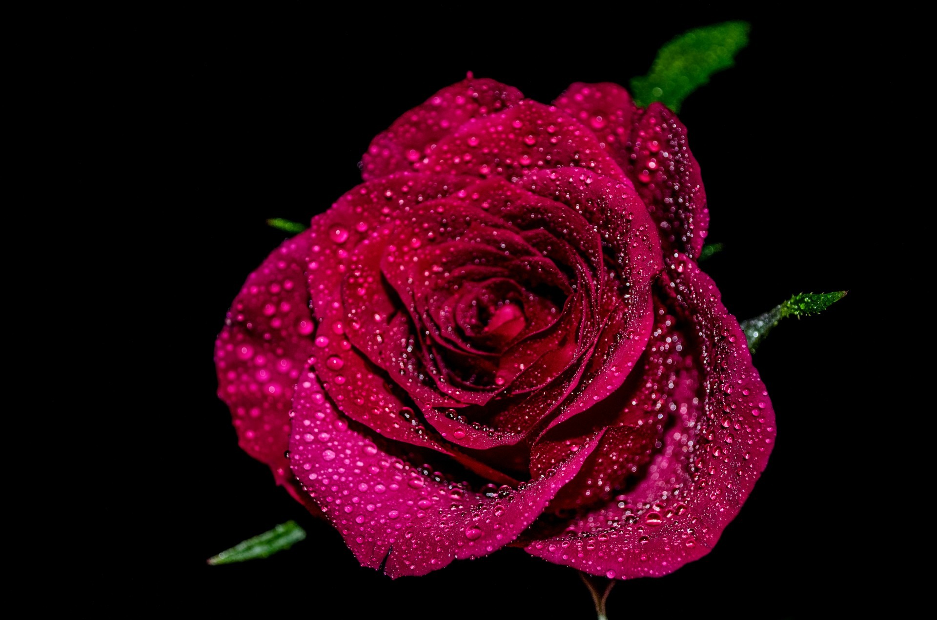 softness, beauty in nature, flowers, purple, flower, art, rose - flower, decoration, rose, closeup, leaves, remember, drop, growth, outdoors, love, gift, HD Wallpaper