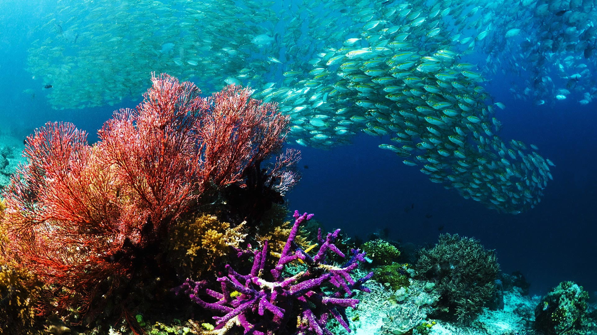 bright, egypt, coral reef, relaxation, saltwater, water, animal wildlife, ray, colony, outdoors, 1080P, sunbeam, large group of animals, ecosystem, aquatic, HD Wallpaper